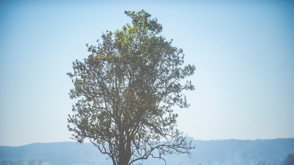 Požiar pri Bratislave