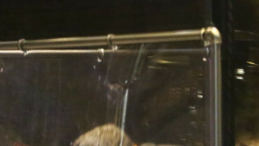 Alessandra a Richard