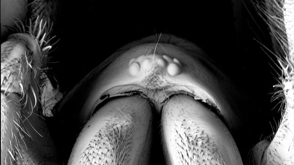 Najväčší austrálsky pavúk Atrax chistenseni.