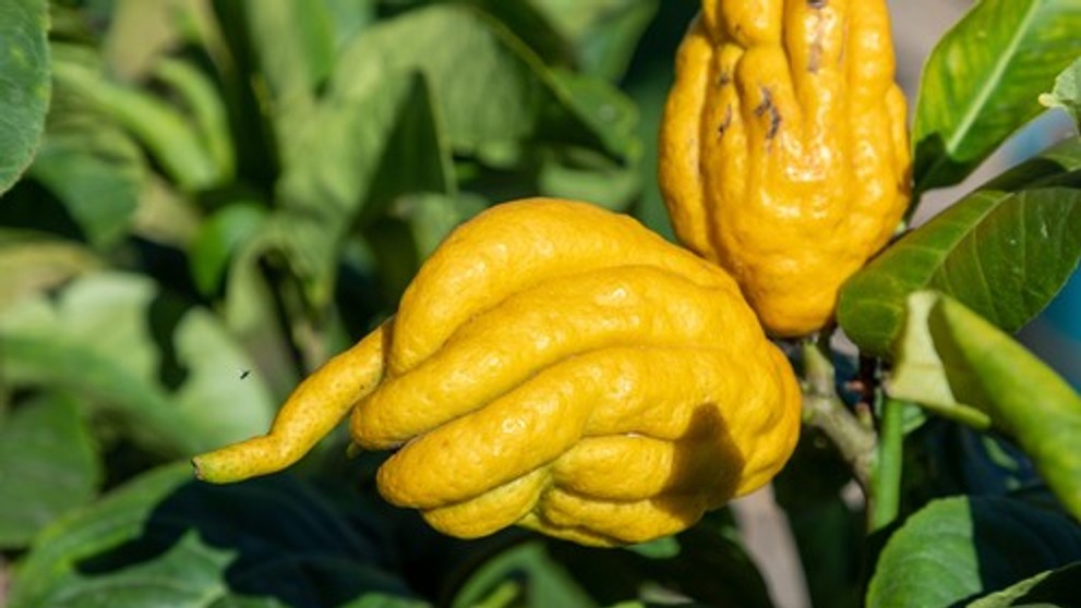 Budhova ruka. Ilustračná snímka