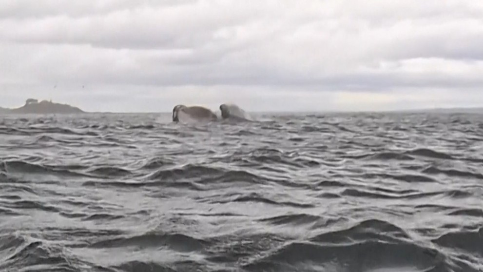 Veľryba zhltla kajakára