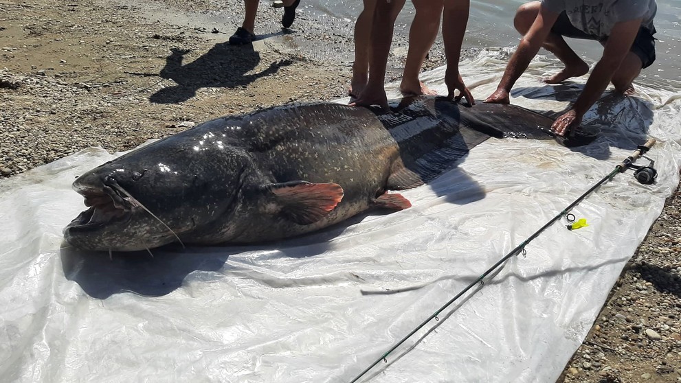 Kapitálny sumec z Dunaja.