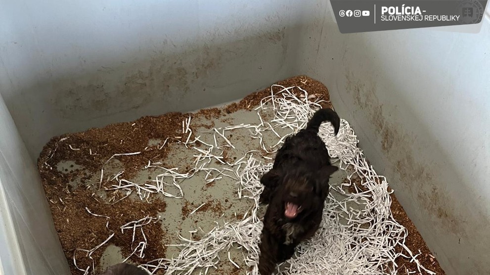 Psy chovali v nevhodných podmienkach