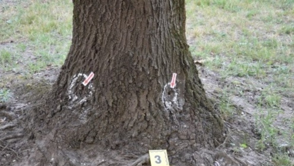 Stromy po neznámej látke vysychajú.