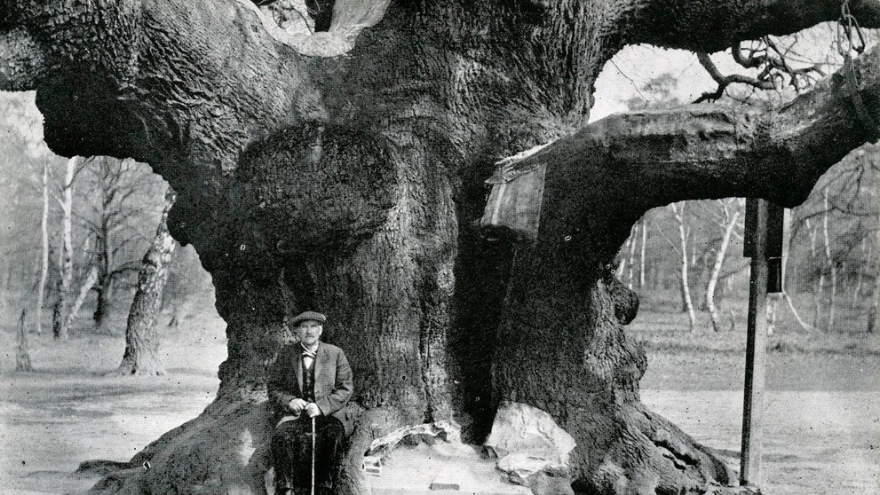 Major oak na snímke z roku 1900.