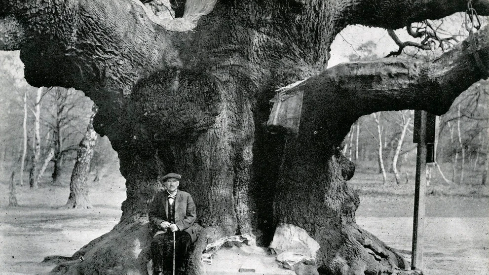 Major oak na snímke z roku 1900.