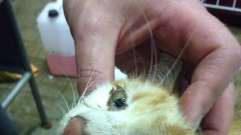 Zachránené mačky sú naozaj v zlom stave. 