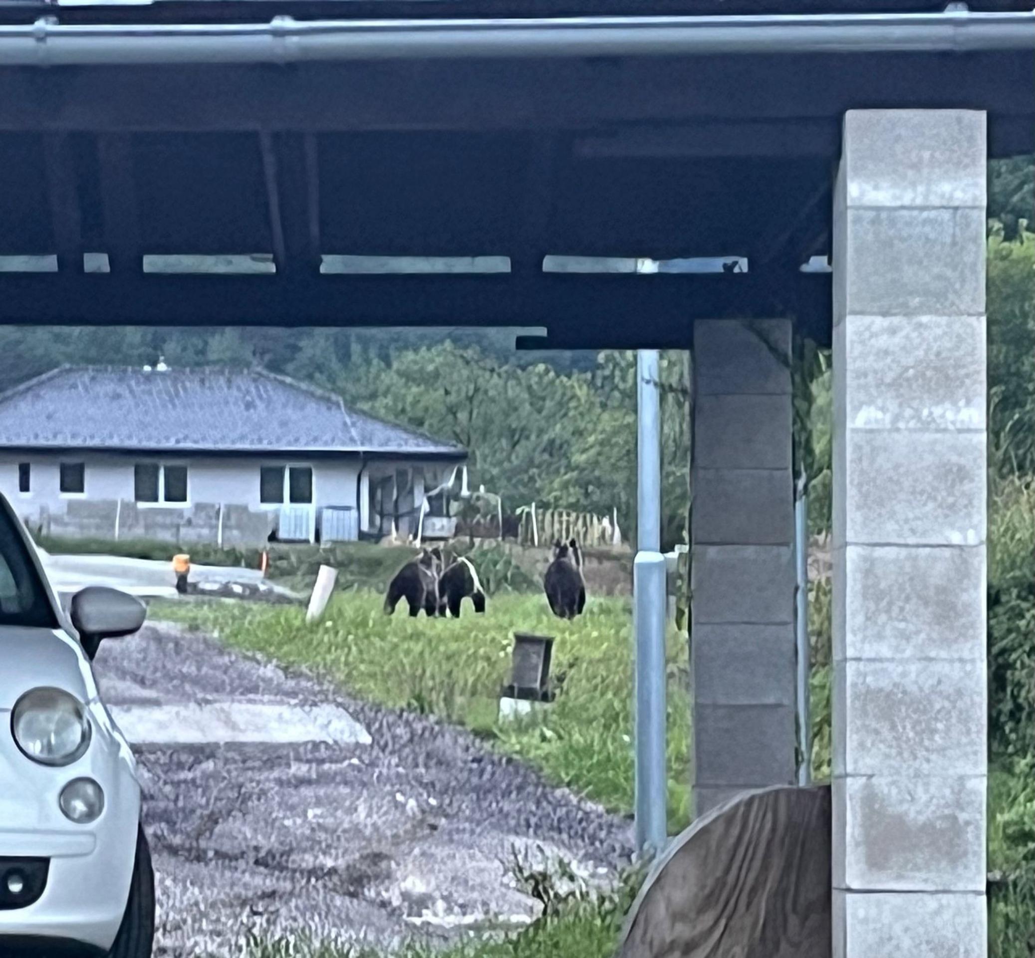 Do Kľačna chodia medvede aj v auguste