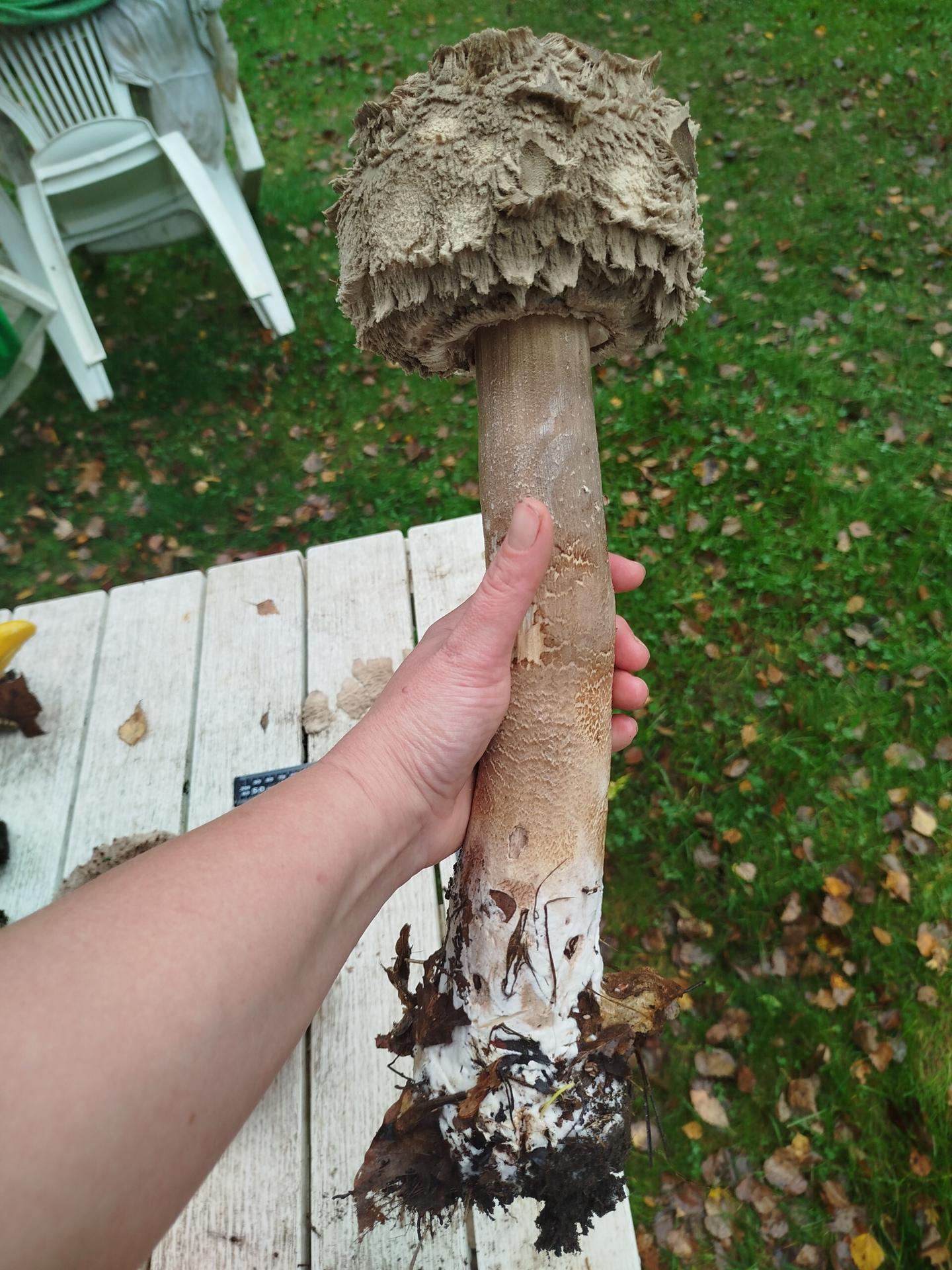 Hubárka našla obriu jedľu