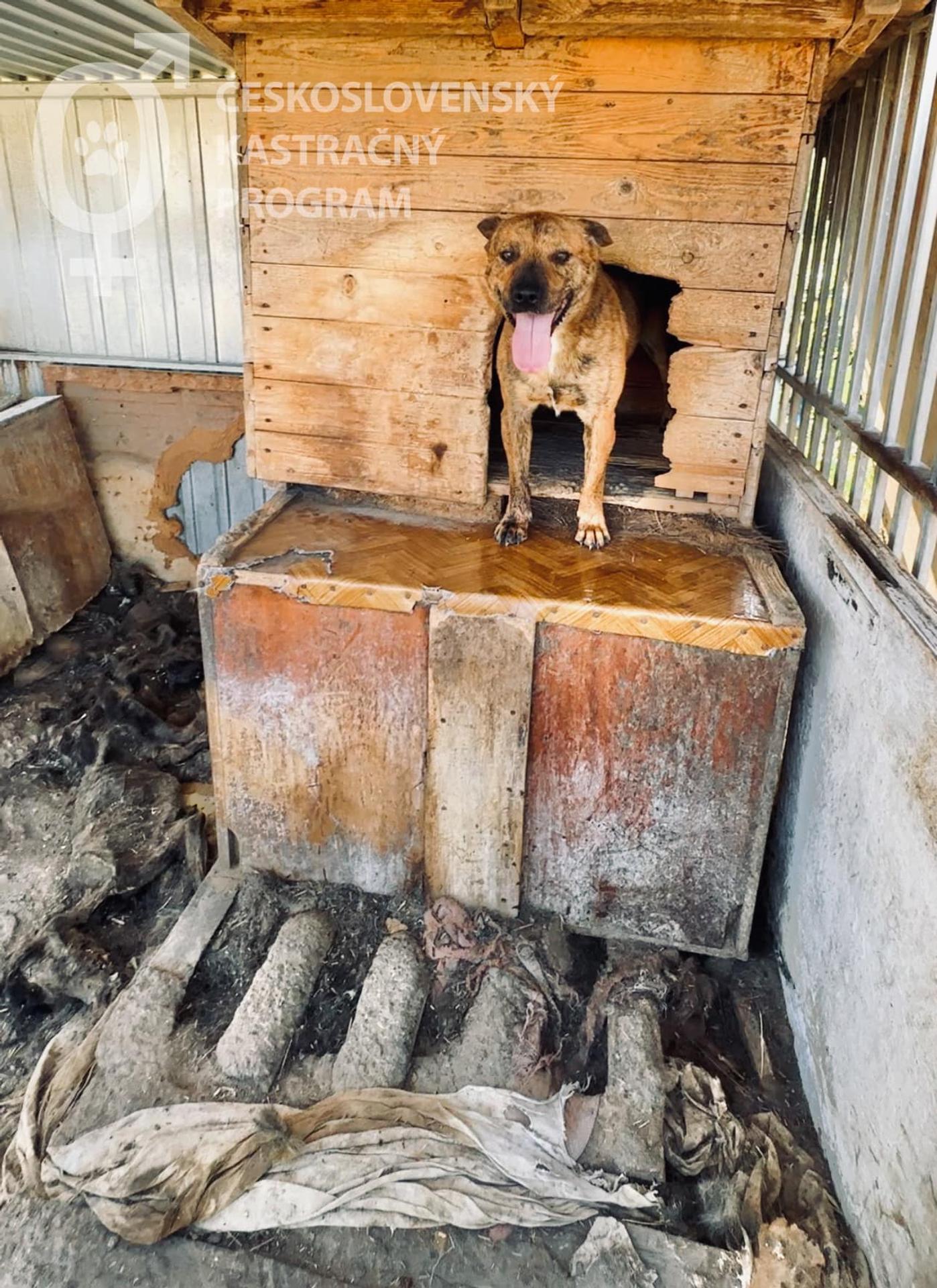 Zvieratá žili v otrasných podmienkach