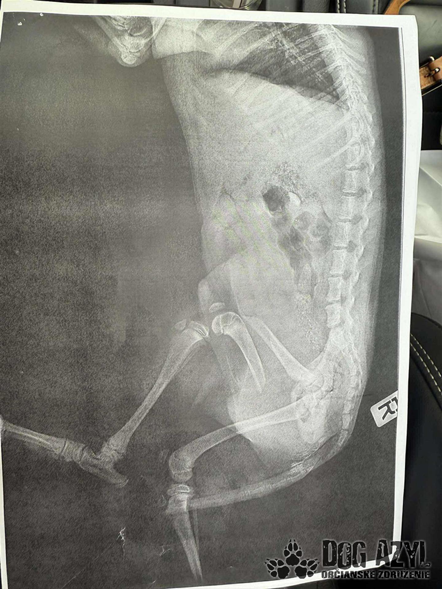 Týraný pes z Dunajskej Stredy