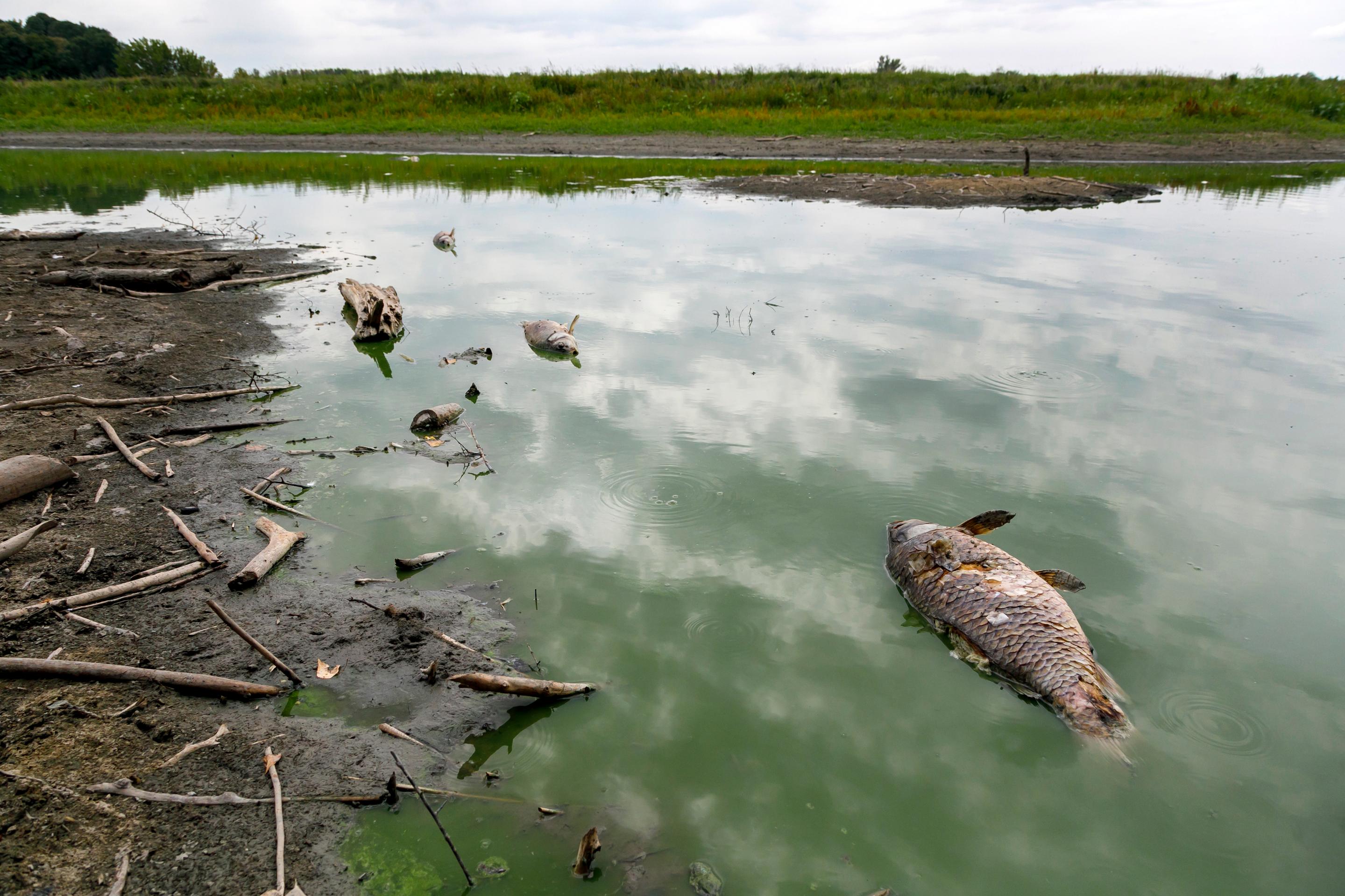 Uhynuté ryby v dôsledku veľmi nízkeho stavu hladiny vody v Panskej Morave (23.7.2022)
