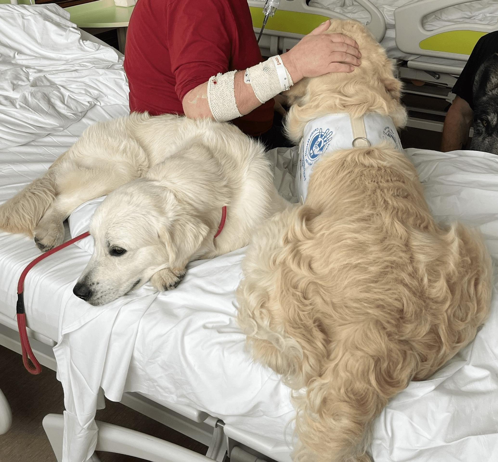 Psíci rozdávajú radosť vo zvolenskej nemocnici.