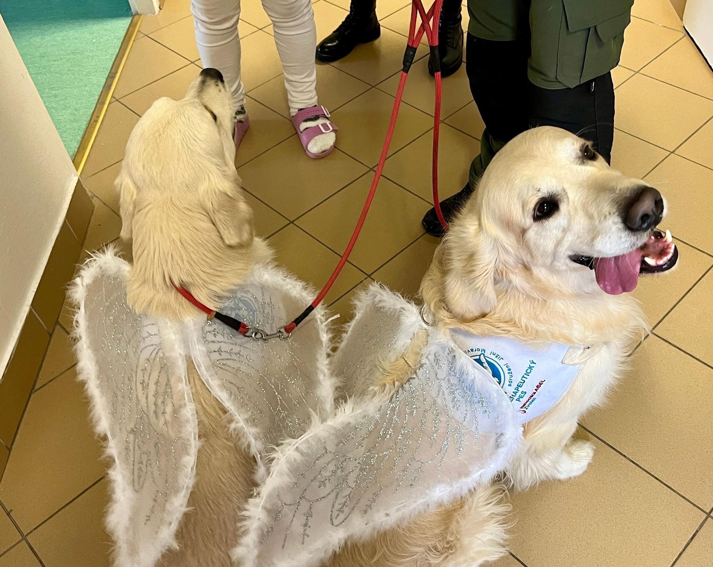 Psíci rozdávajú radosť vo zvolenskej nemocnici.