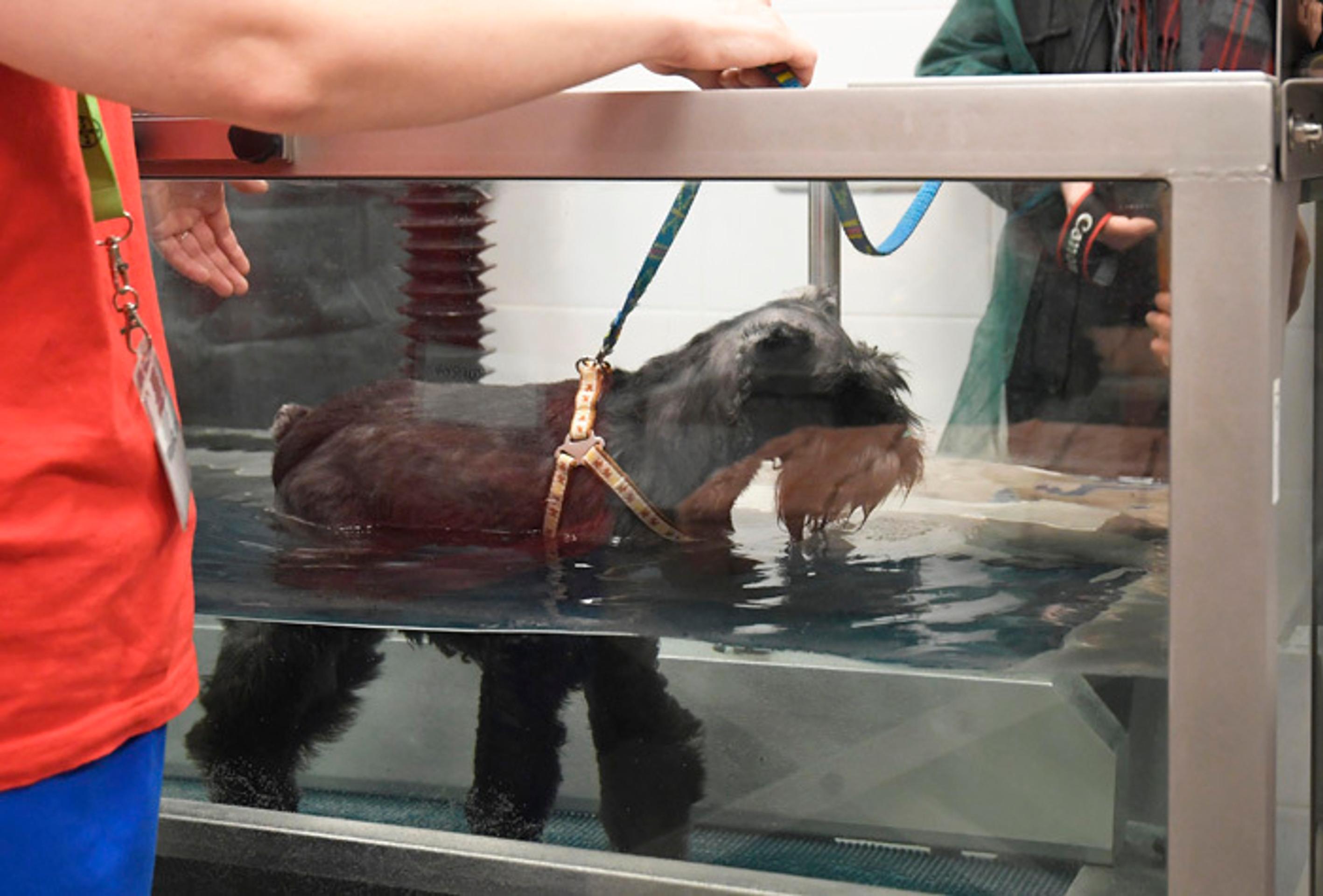 Colníci zhabali v Malajzii pašované šupiny pásavcov.