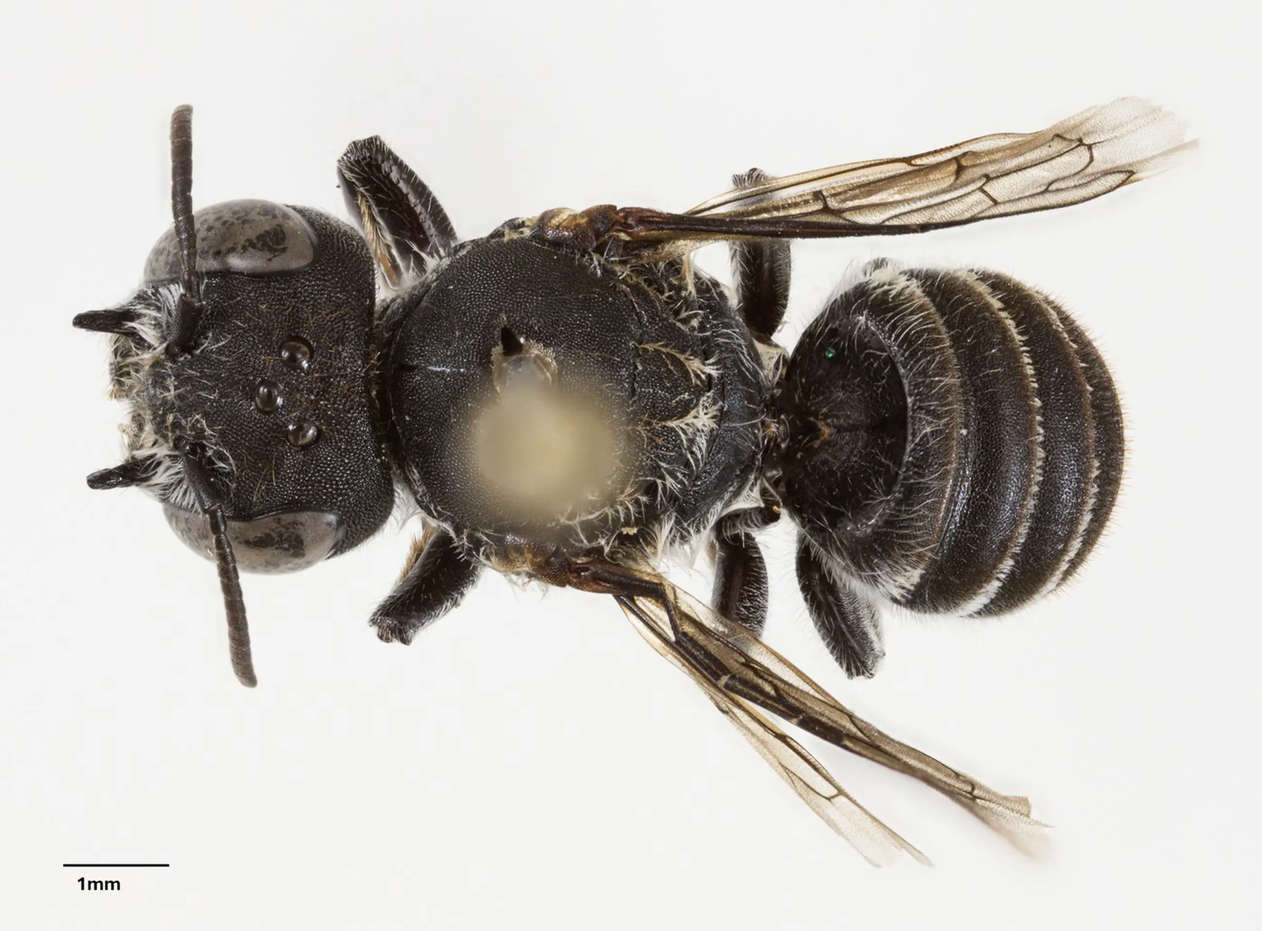 Megachile Lucifer - nový druh včely objavený v Austrálii.