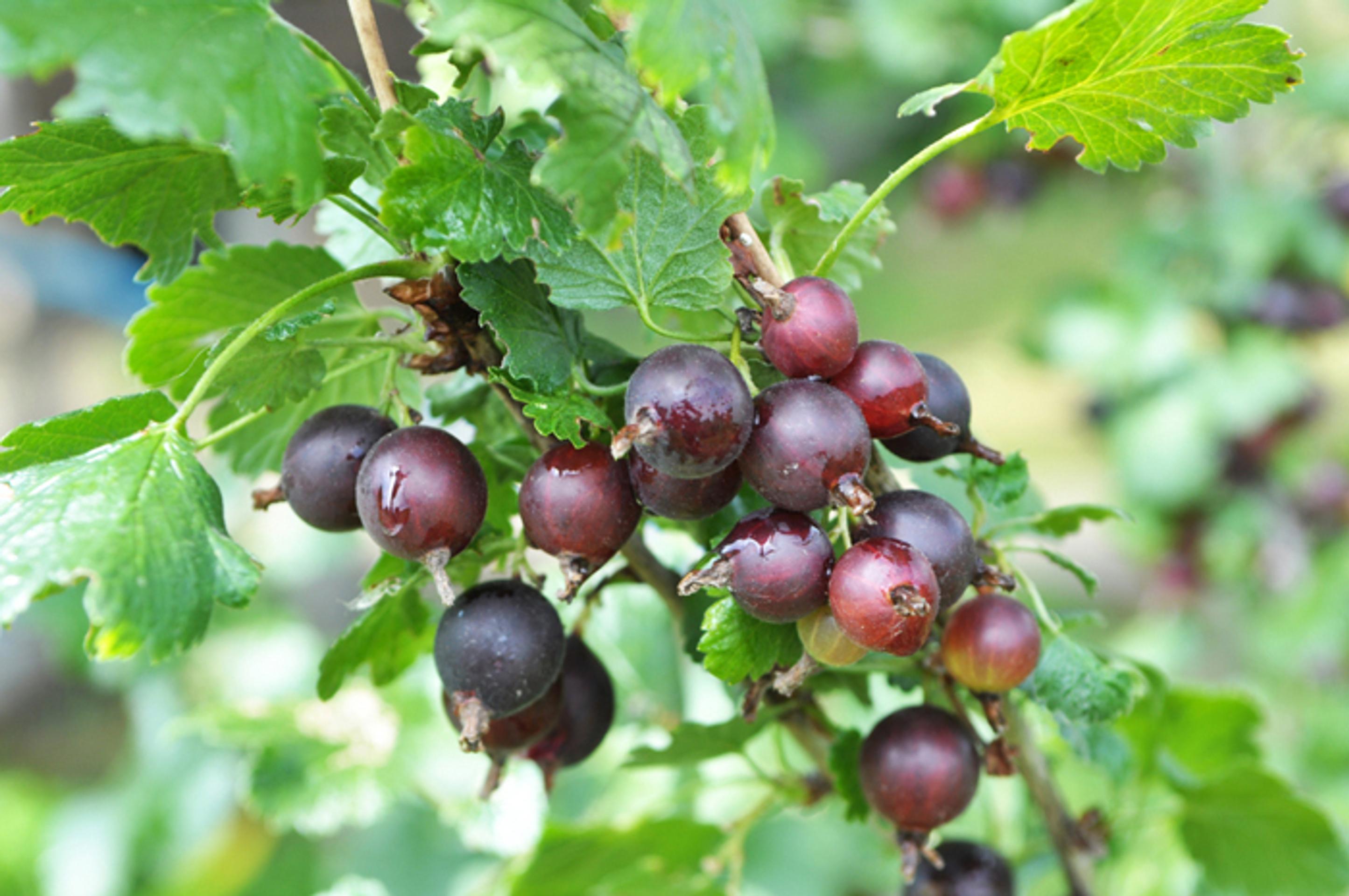 Josta - kríženec čiernych ríbezlí a egreša.