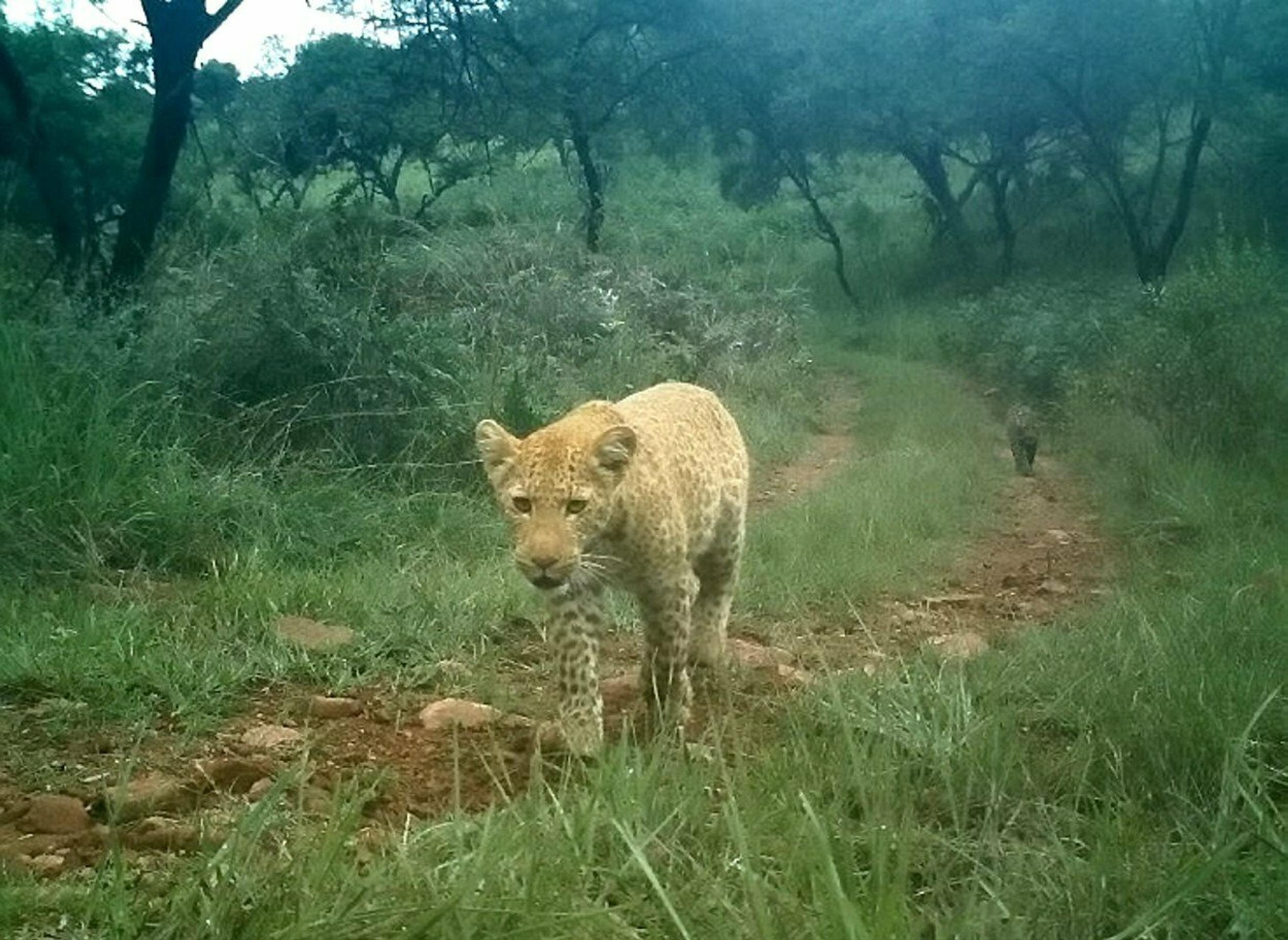 Unikátne zábery jahodového leoparda..jpg