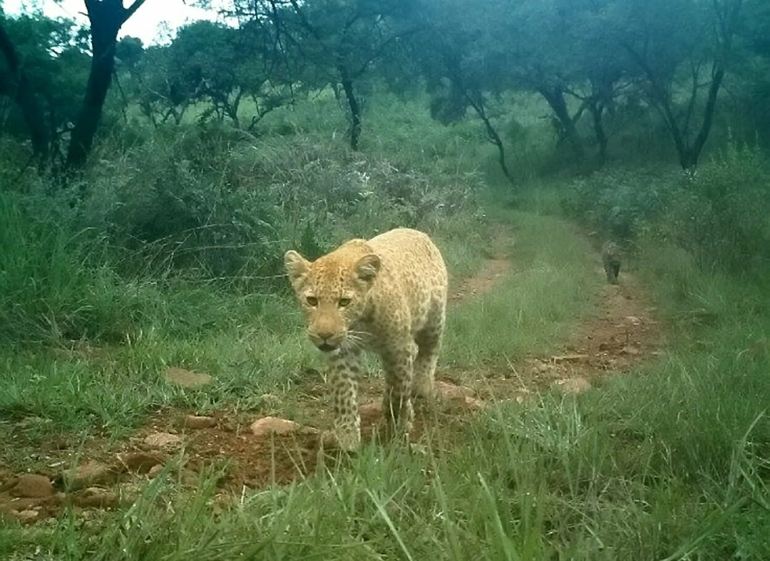 Unikátne zábery jahodového leoparda..jpg