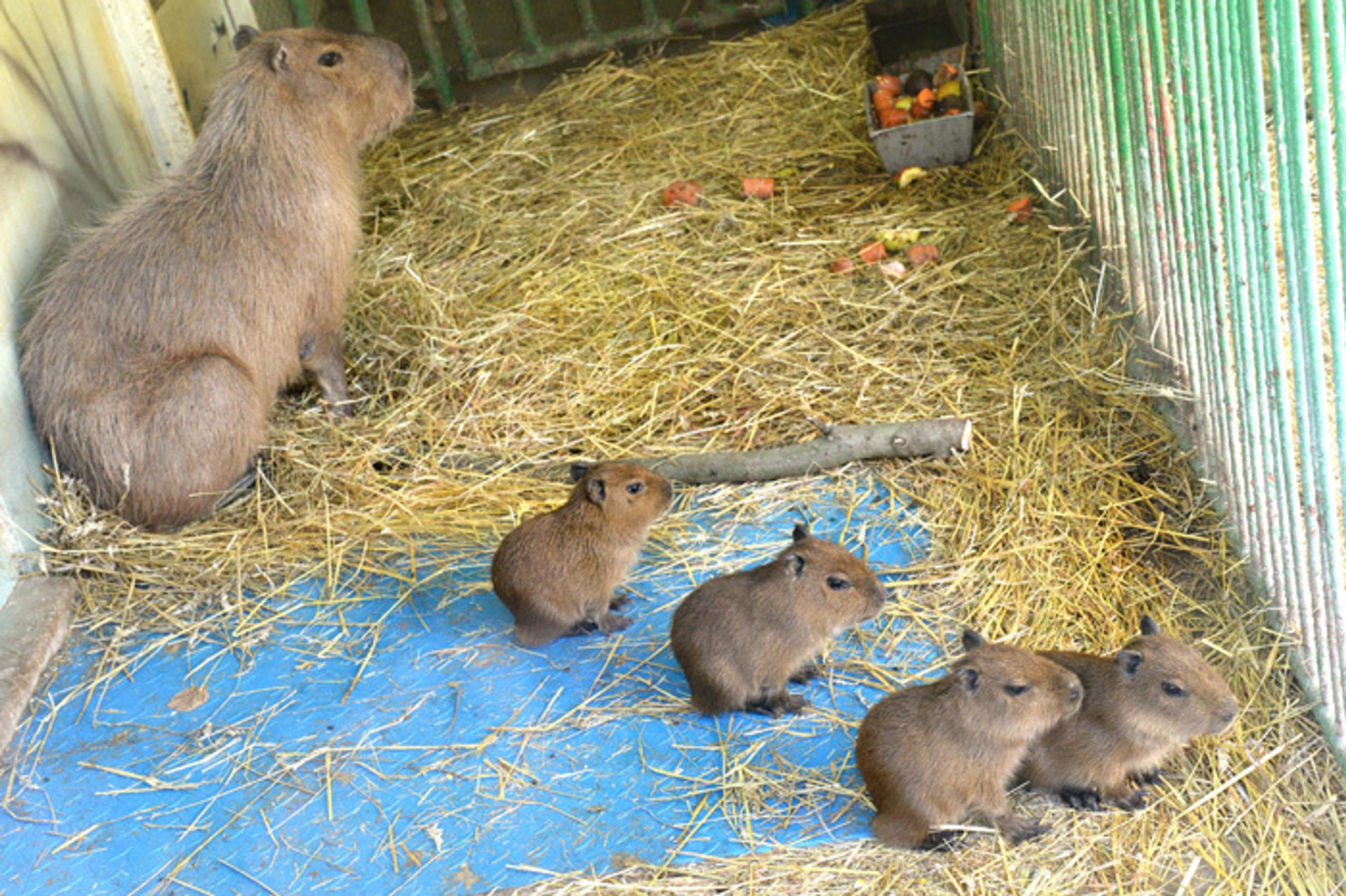 Rodinka kapybary močiarnej v košickej zoo.