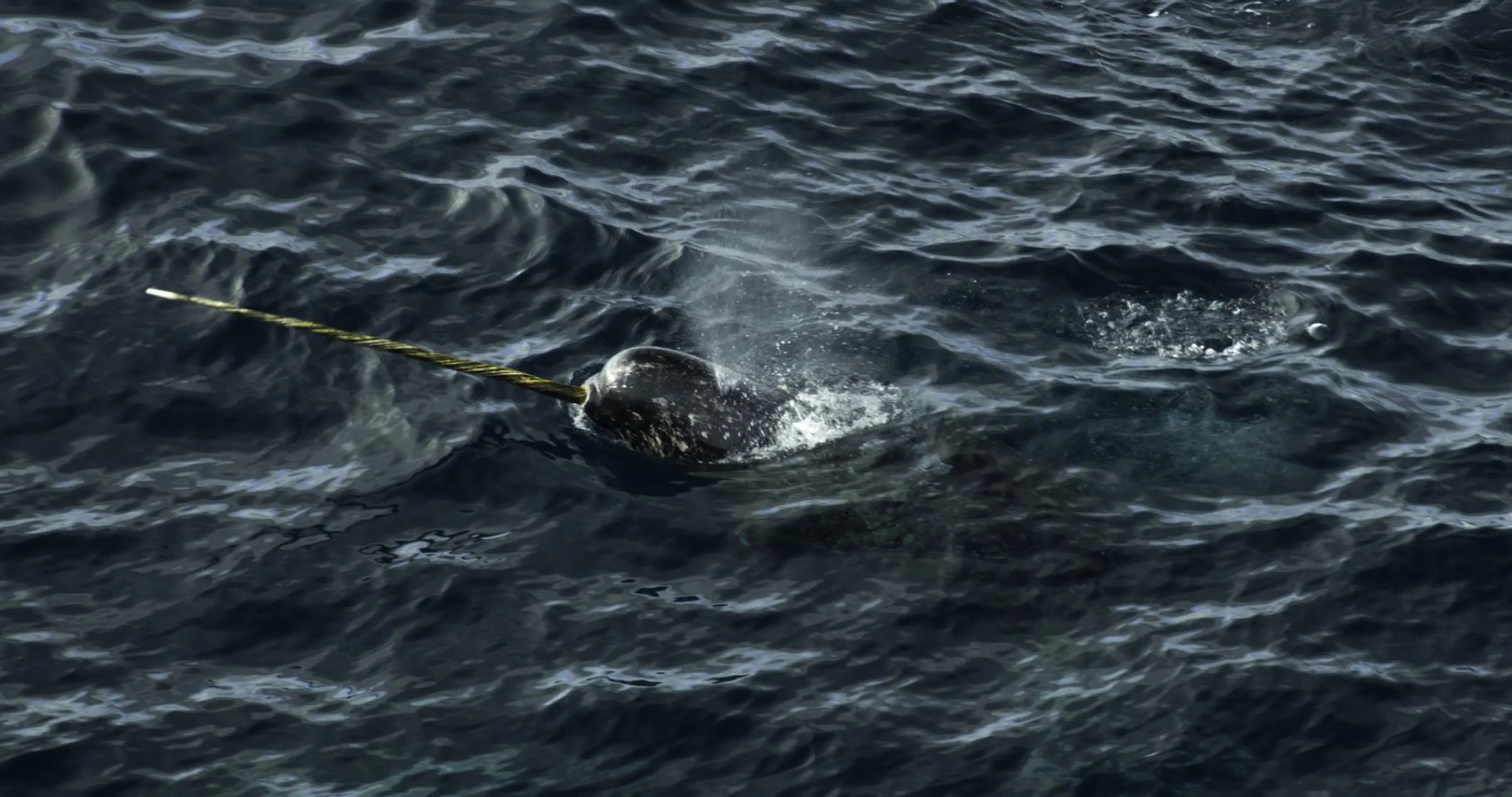 Narval patrí medzi najpozoruhodnejšie tvory oceánov.