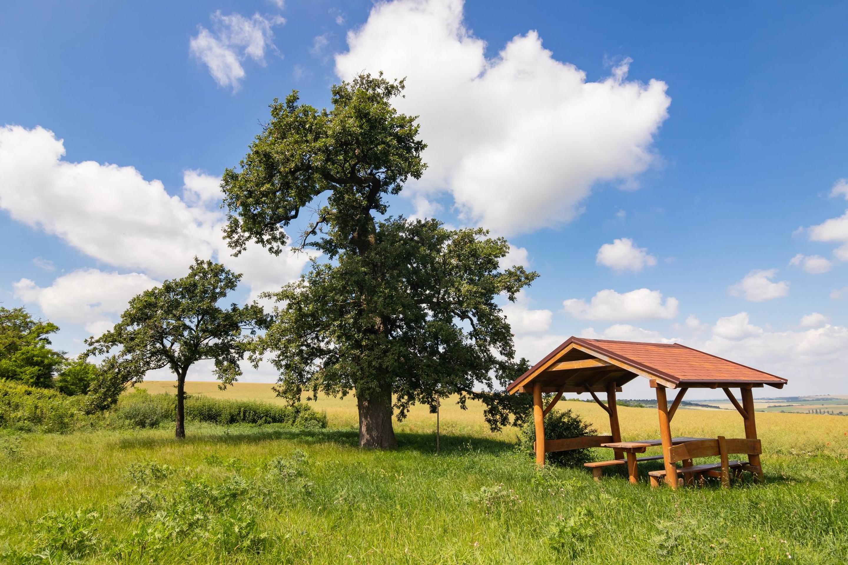 3. Dub cerový (Quercus cerris)