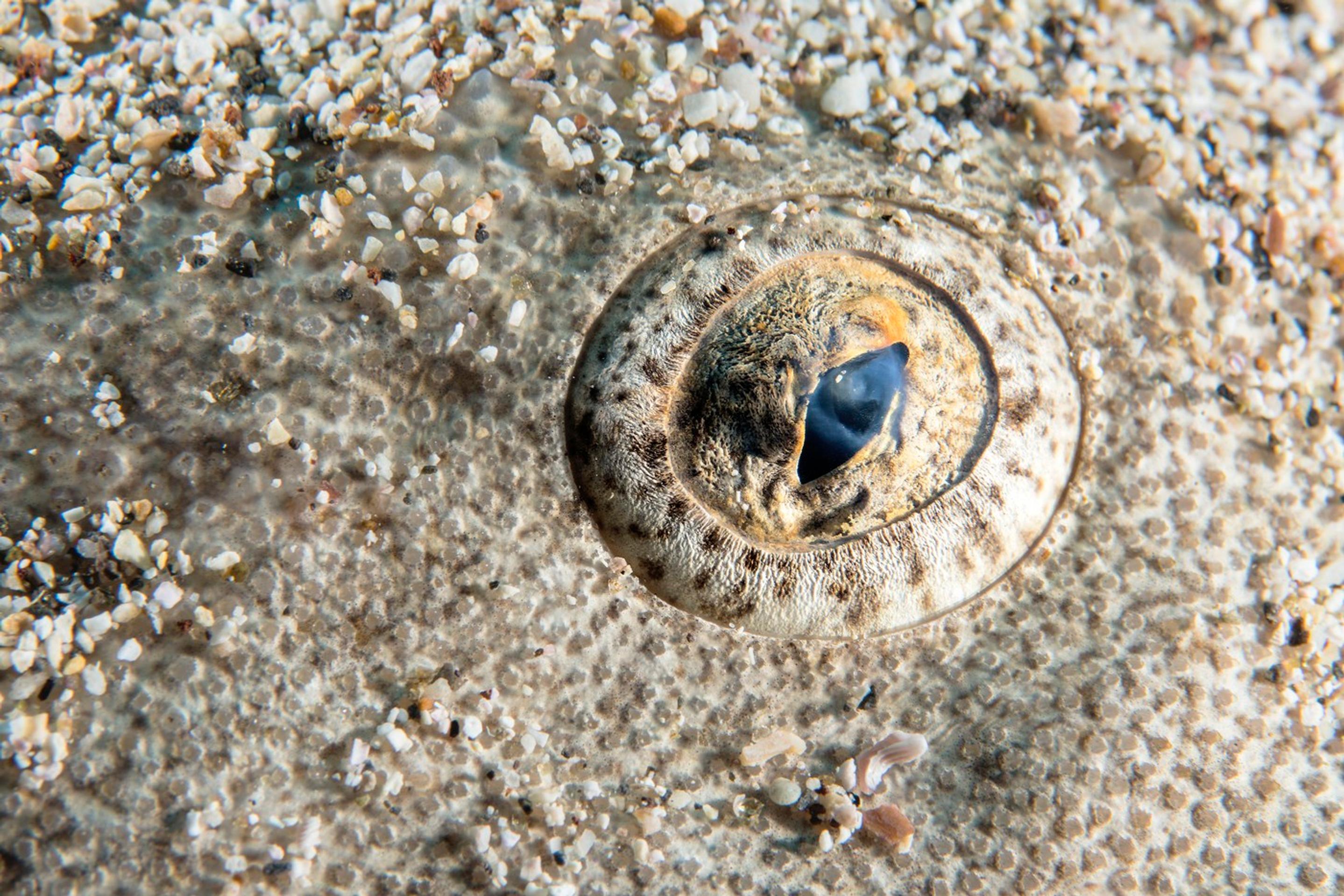 Žralok anjelský (squatina squatina).