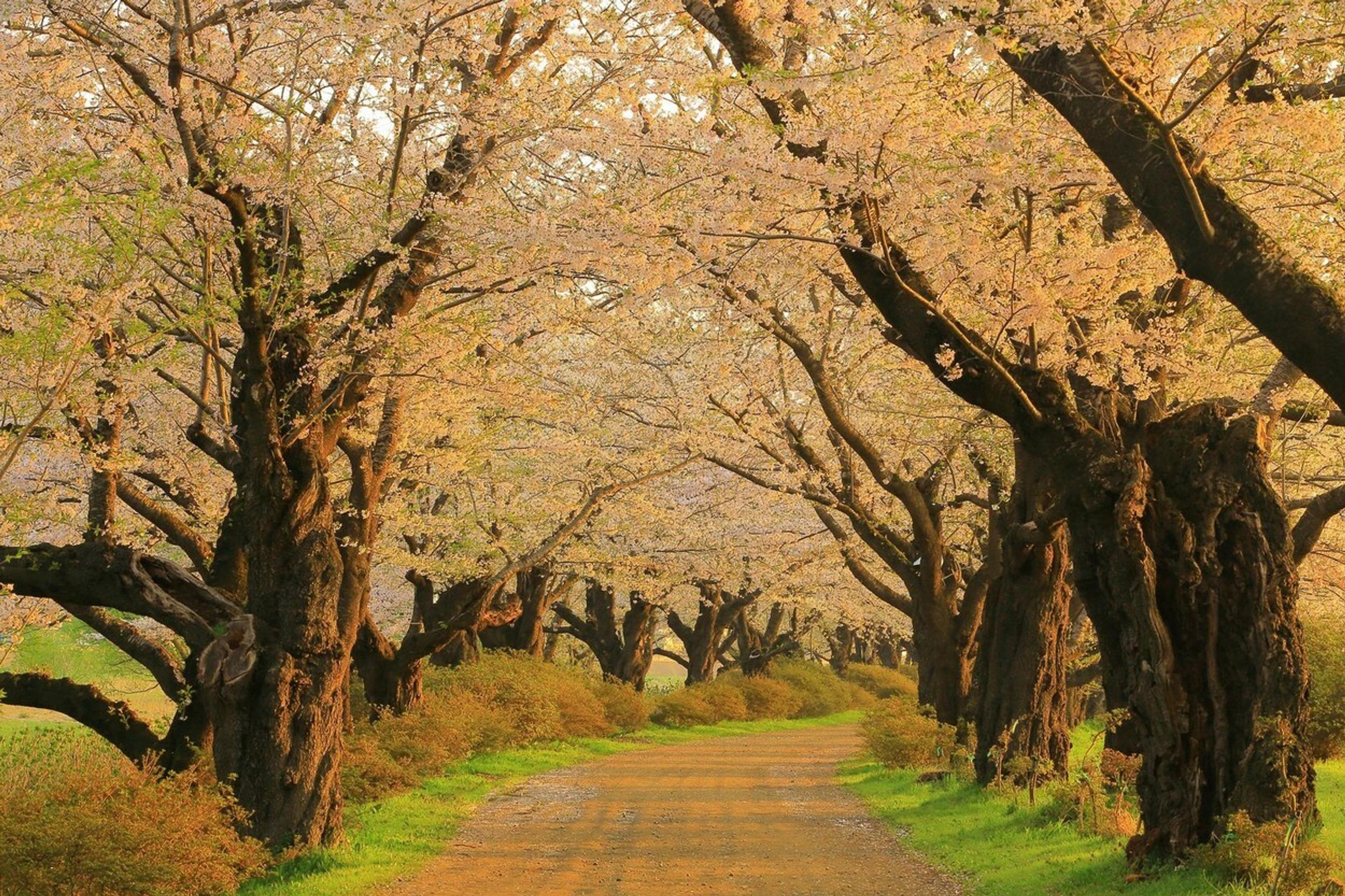Hanami alebo japonský div sveta.