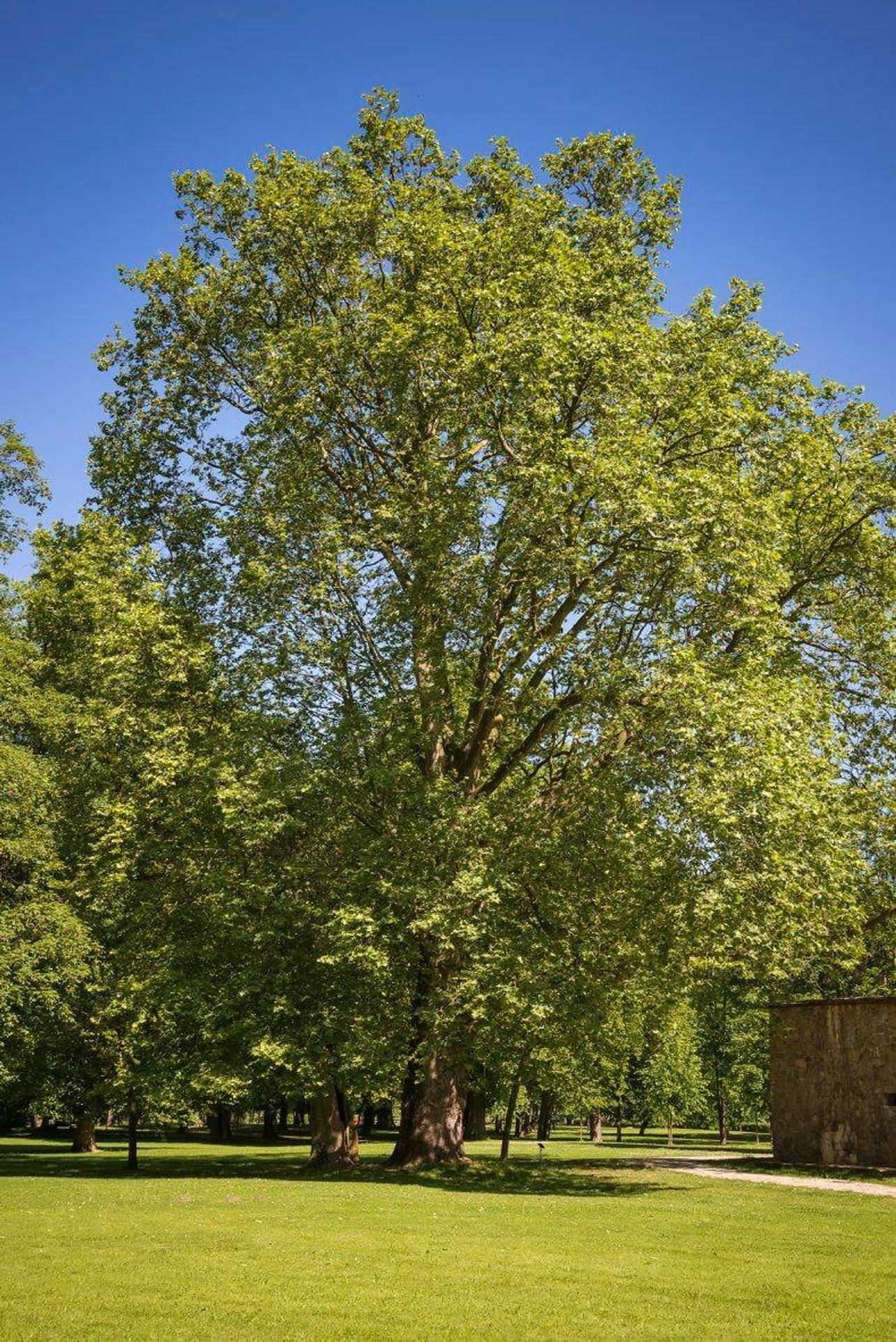 Majestátna koruna je jeho pýchou.