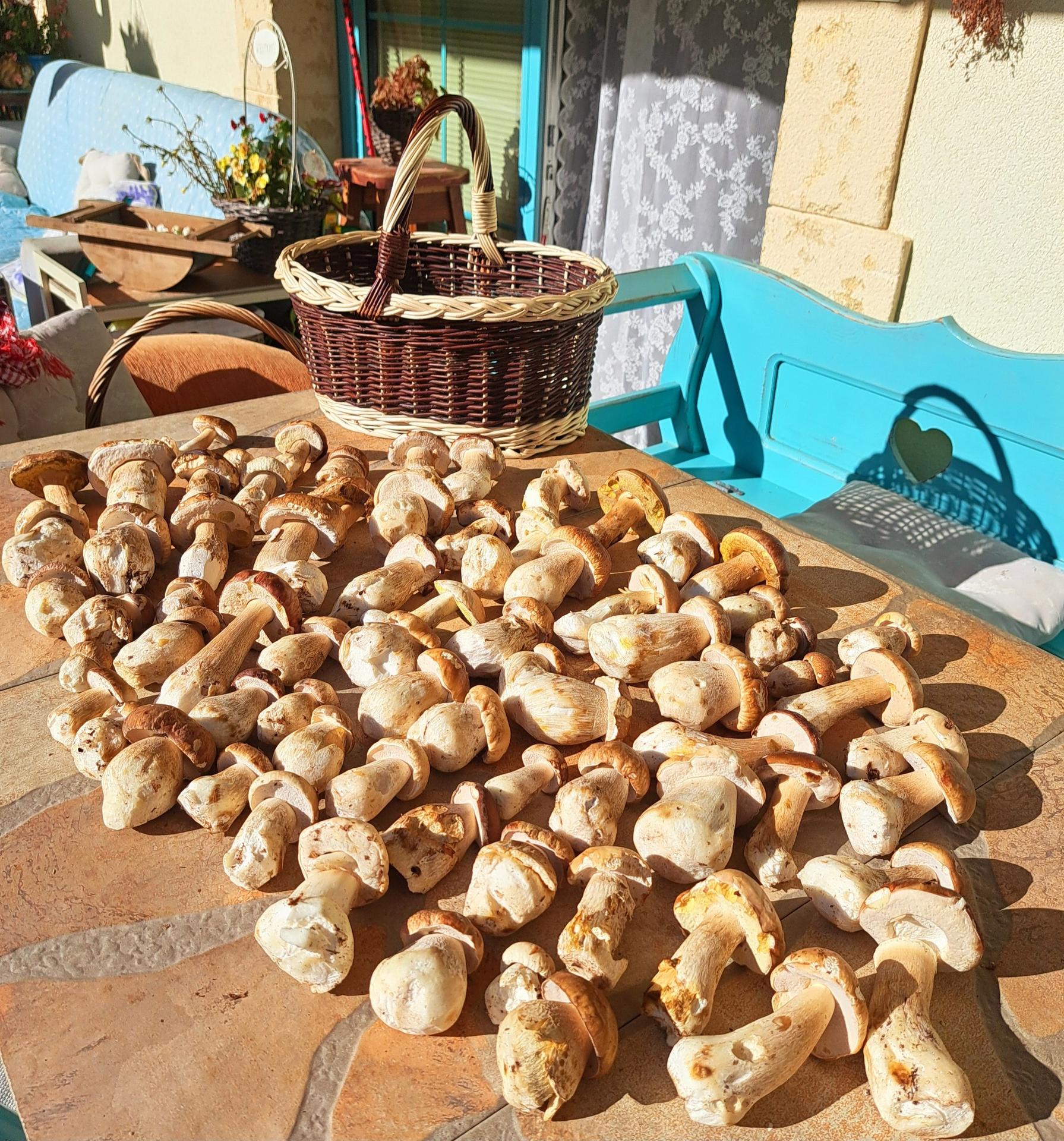 Mária nazbierala plný košík v okrese Trenčín 