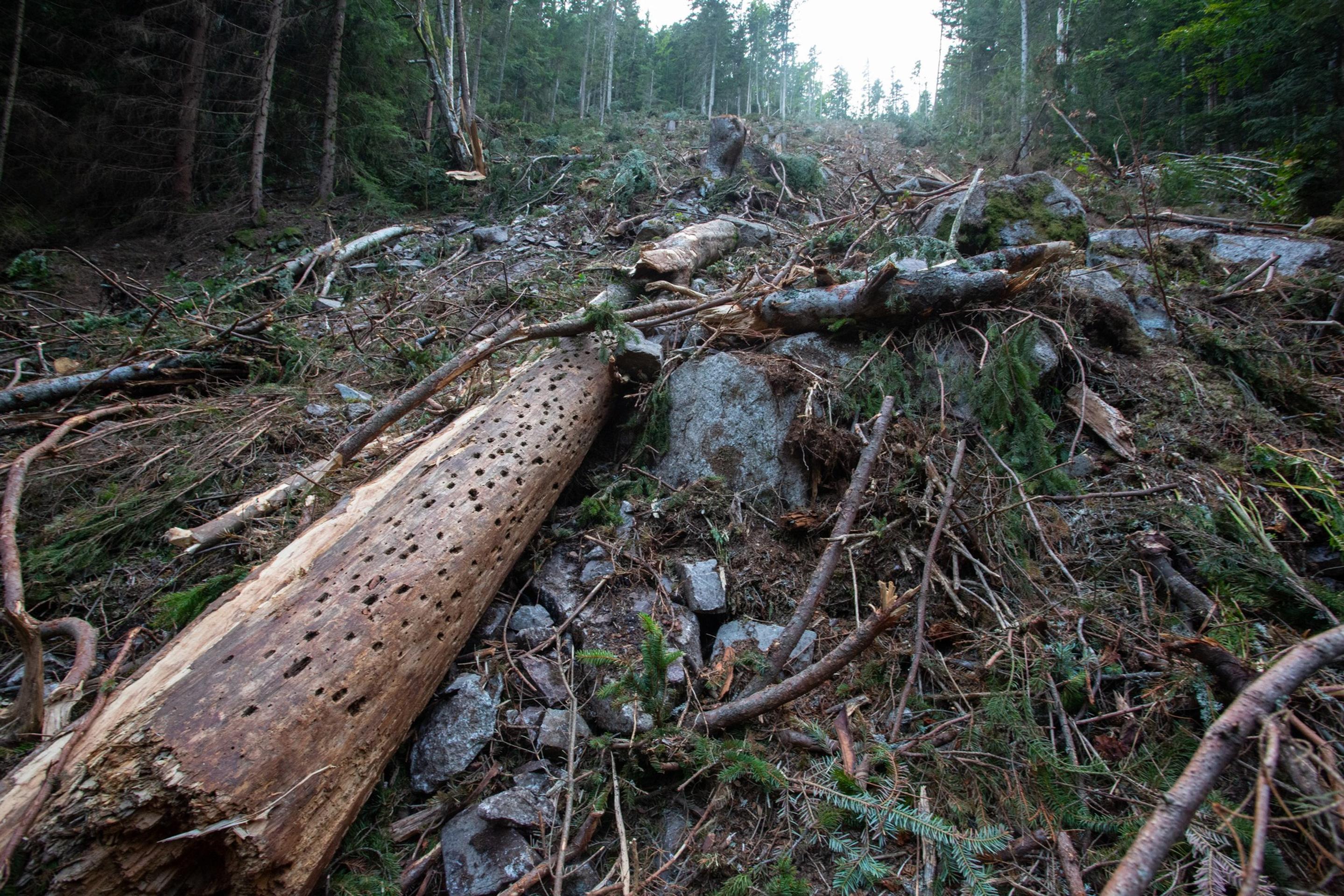 Celkovo má ťažba na lokalite Studienec dosiahnuť až 2100 stromov
