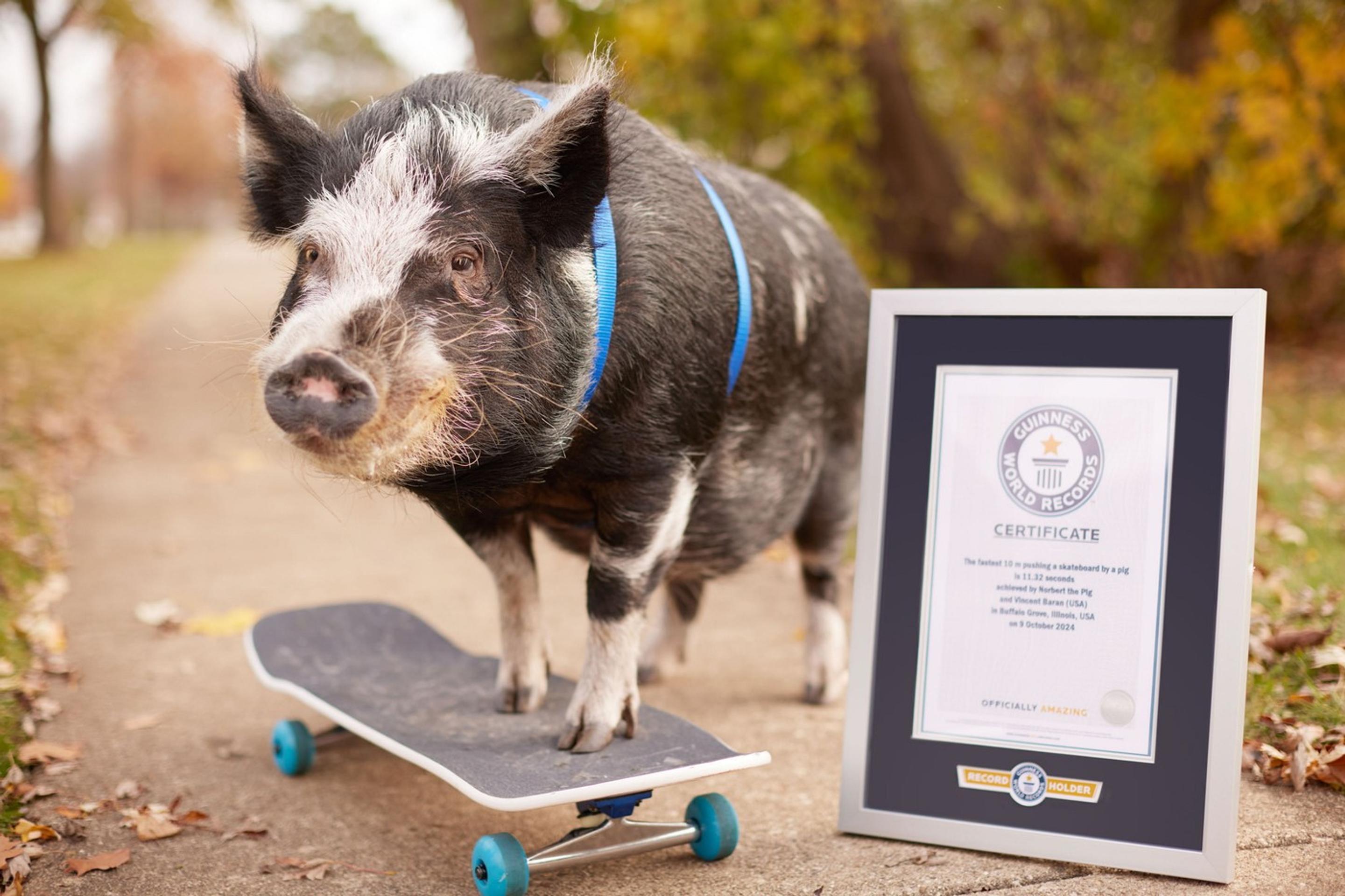 Prasiatko Norbert jazdí na skateboarde