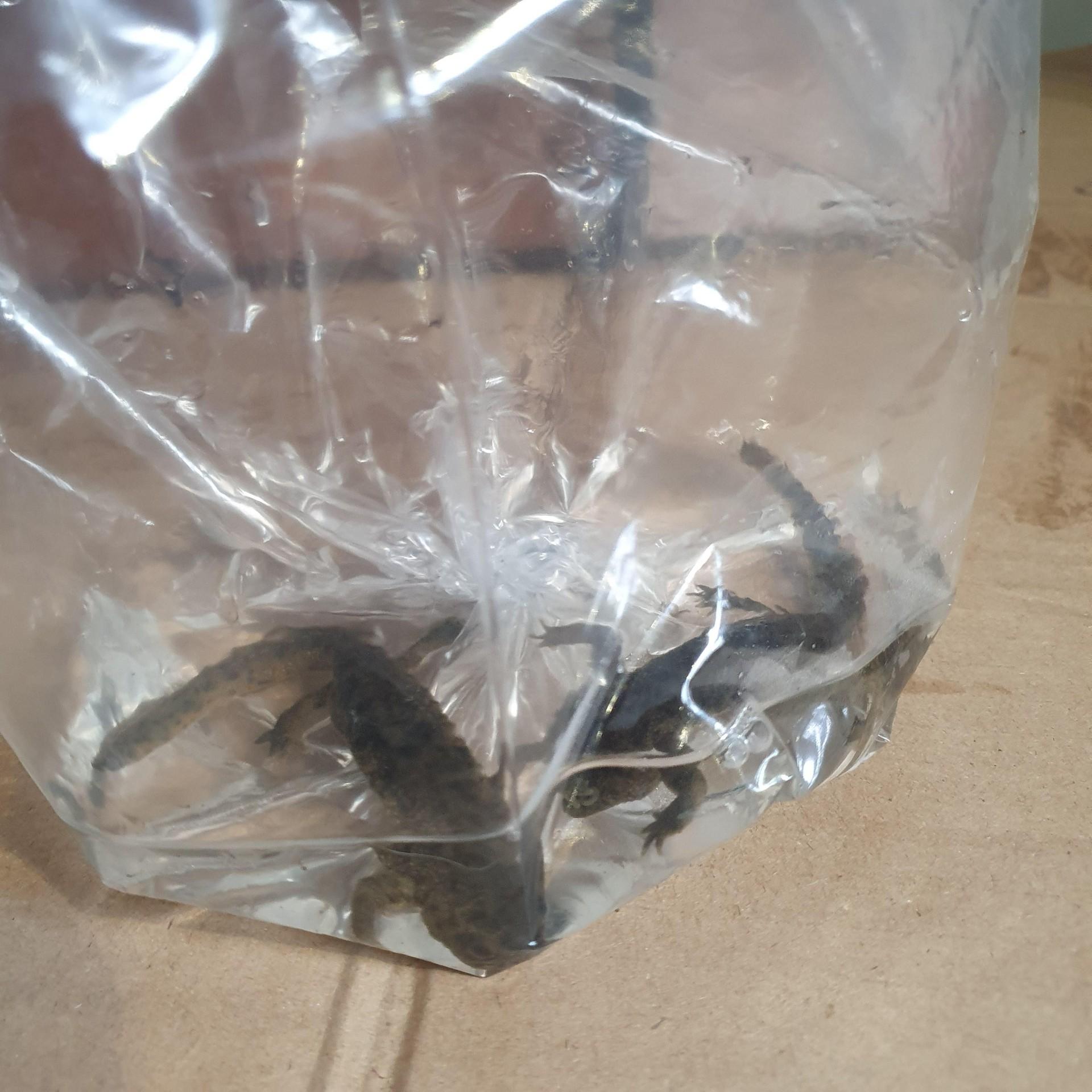 Zásielky s bizarným obsahom.