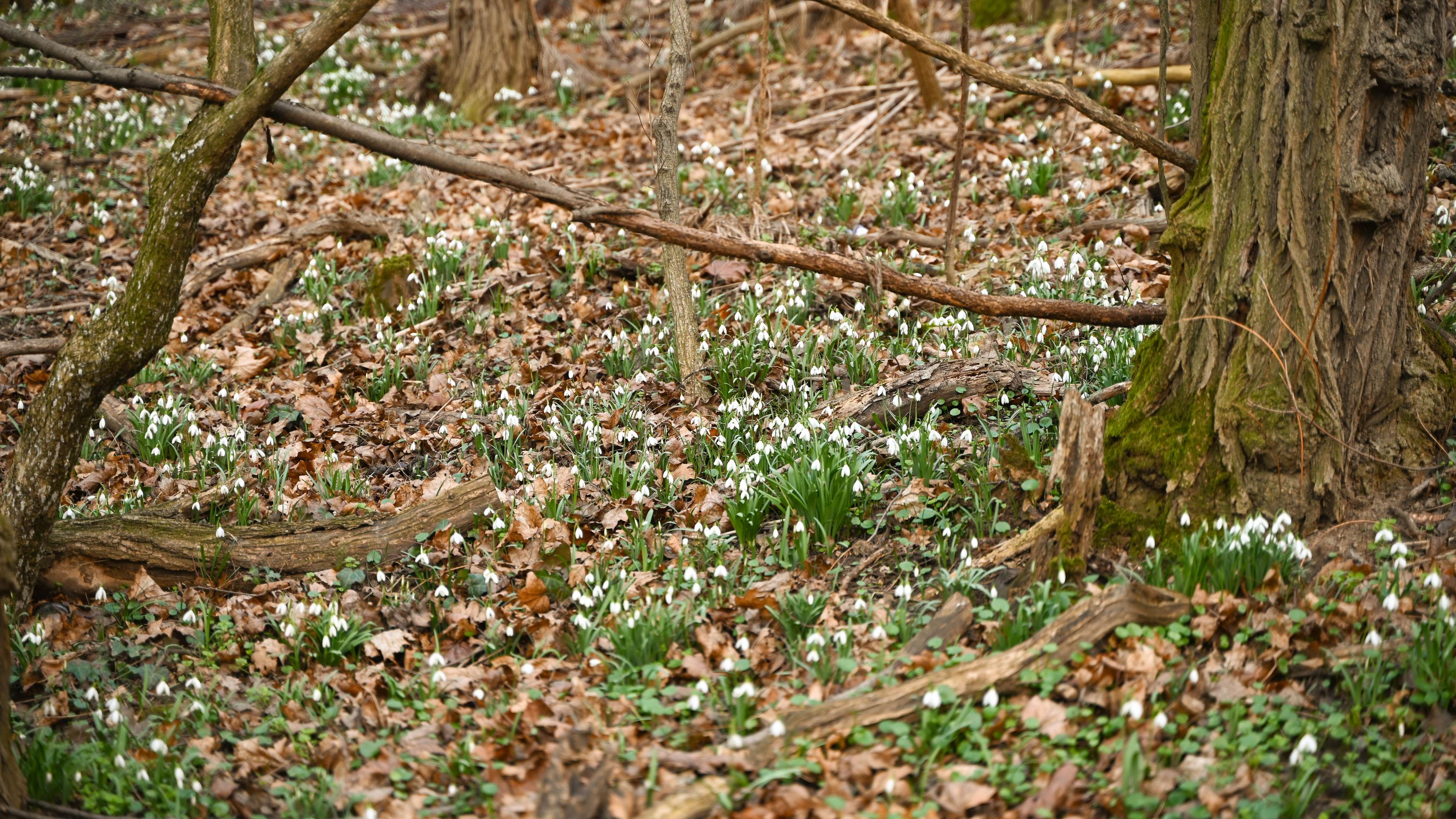 V Bratislave kvitnú snežienky.