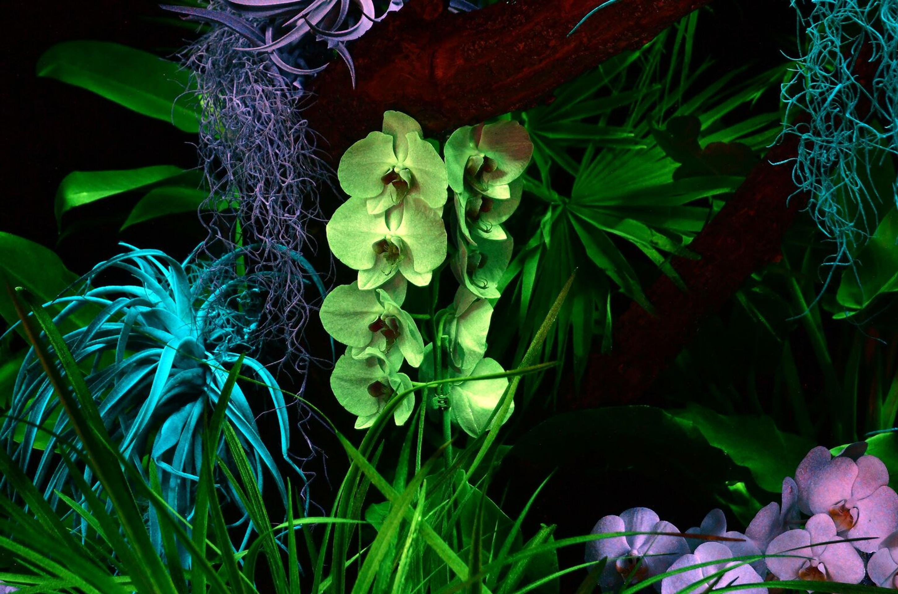 Svietiace rastliny v Košiciach.