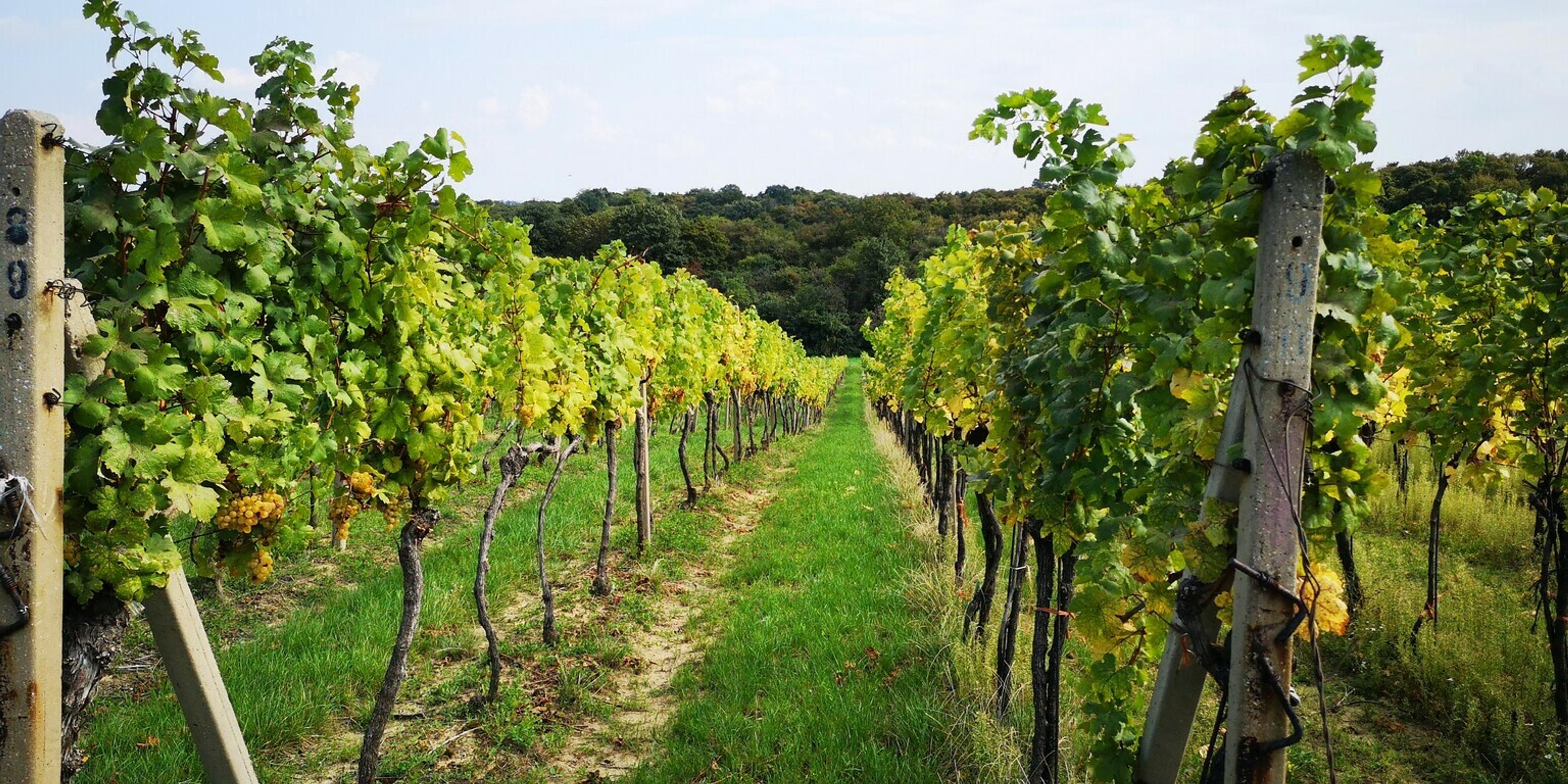 Na snímke líder OĽaNO Igor Matovič