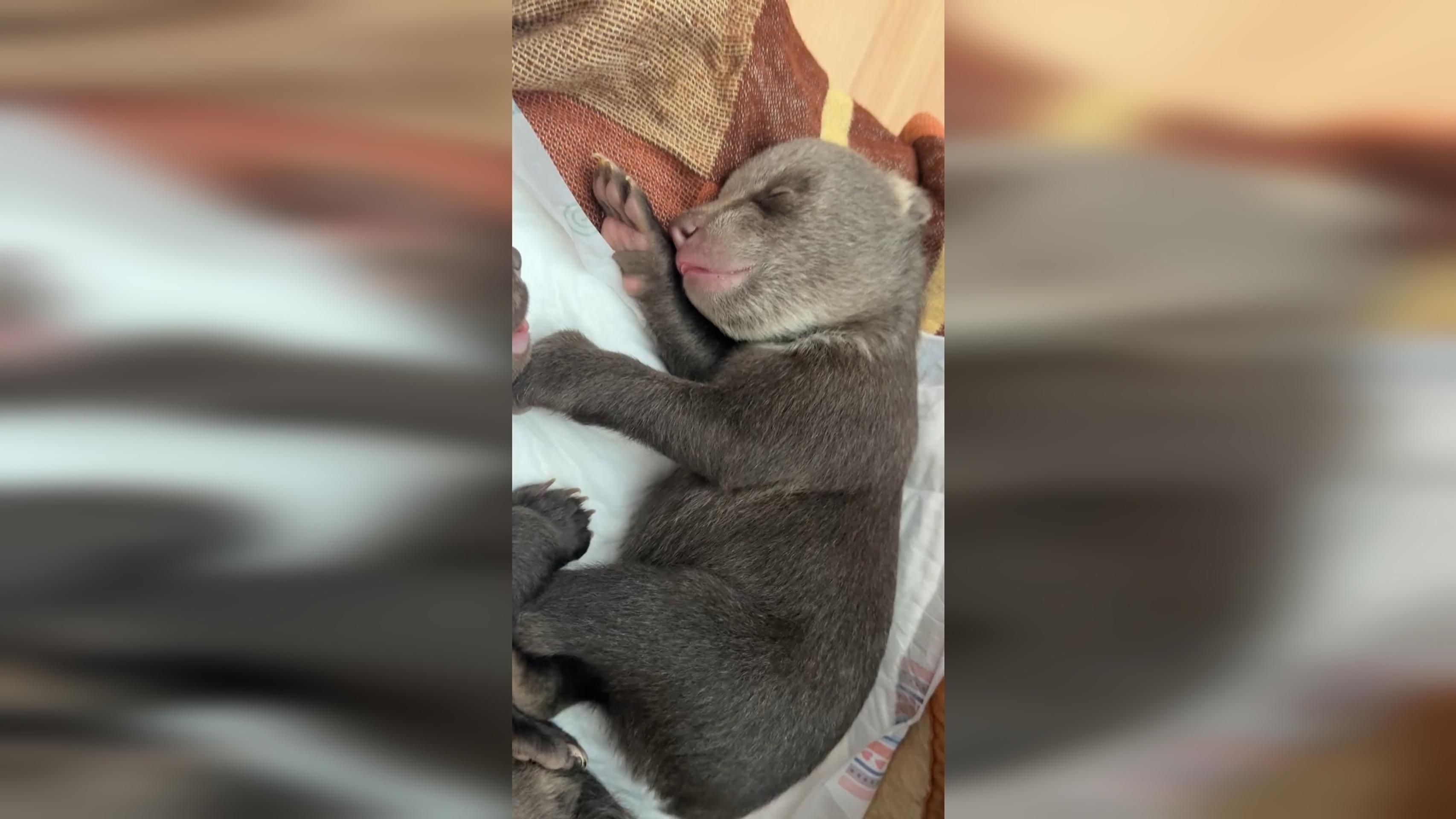 Medvieďatá bojujú o život. 