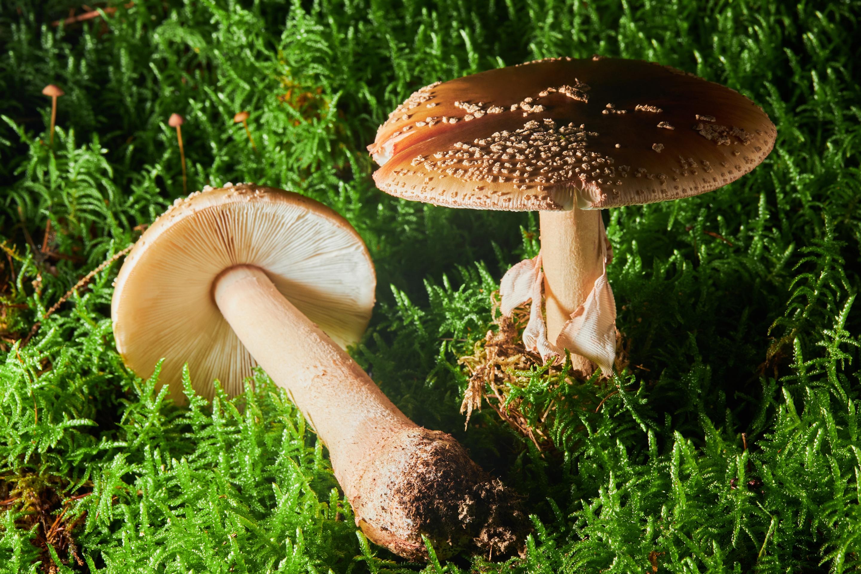 Muchotrávka červenkastá.