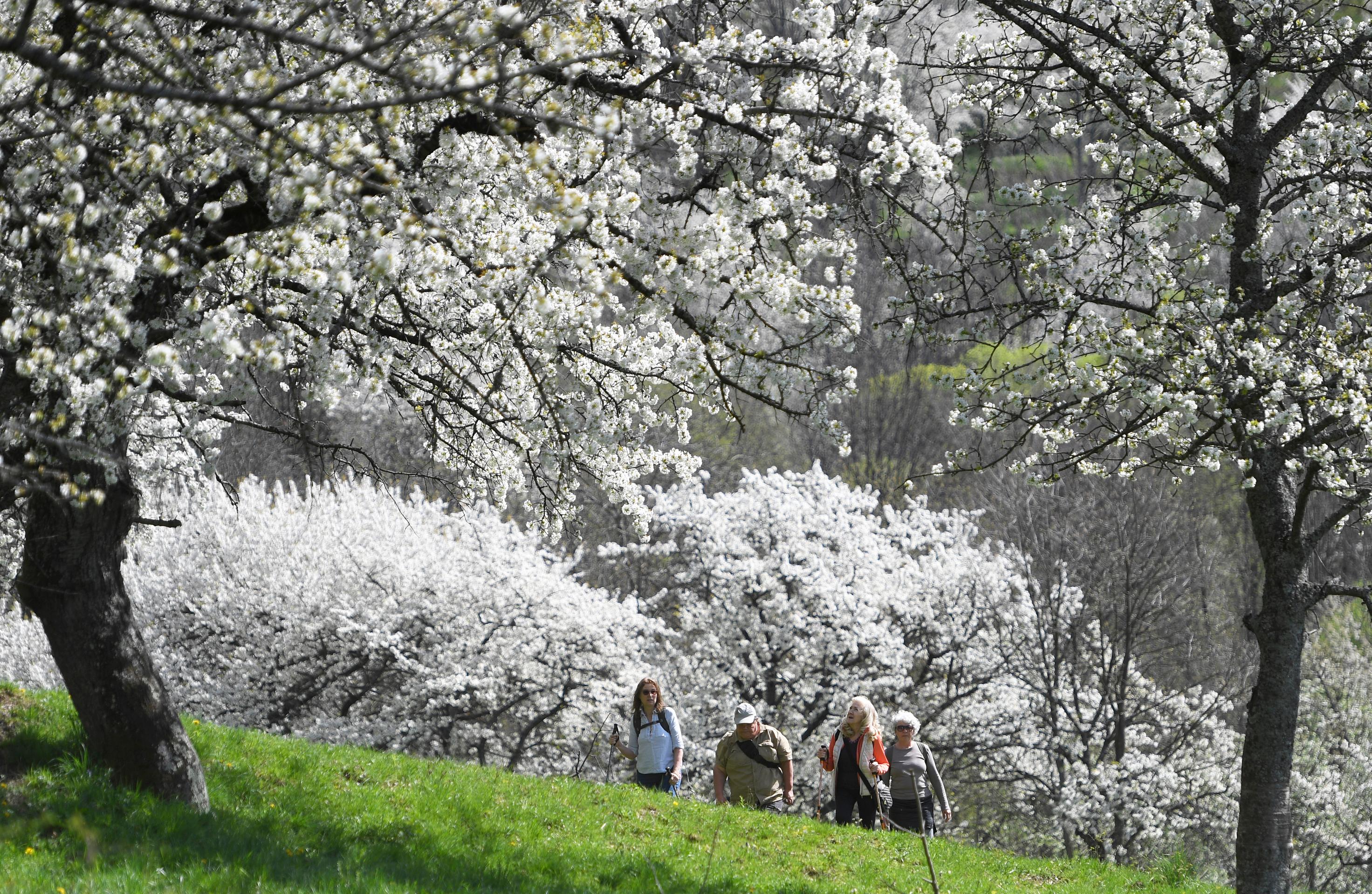 Čerešňové stromy v obci Brdárka