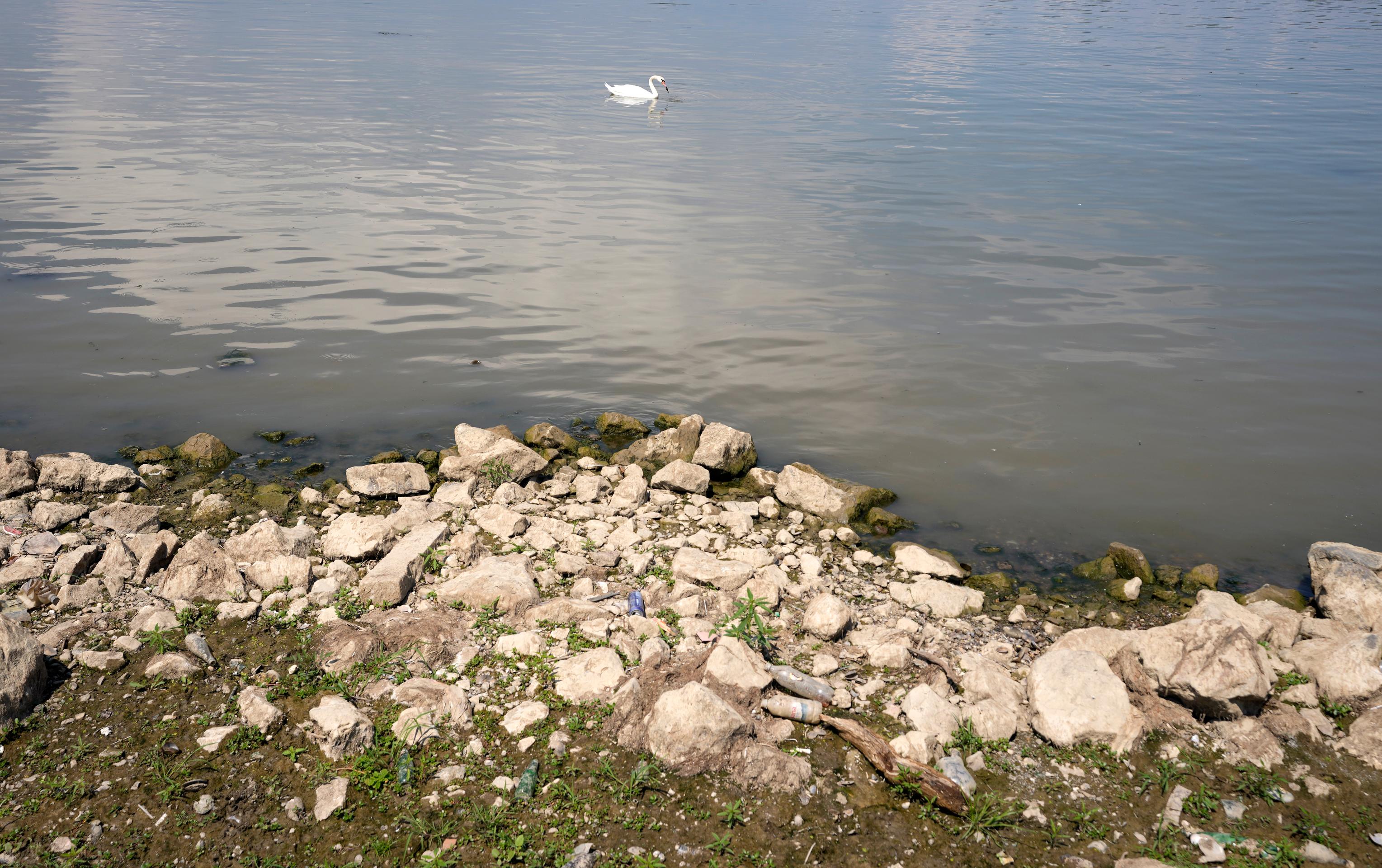 Labuť hľadá potravu pri vyschnutom brehu Dunaja v Belehrade.