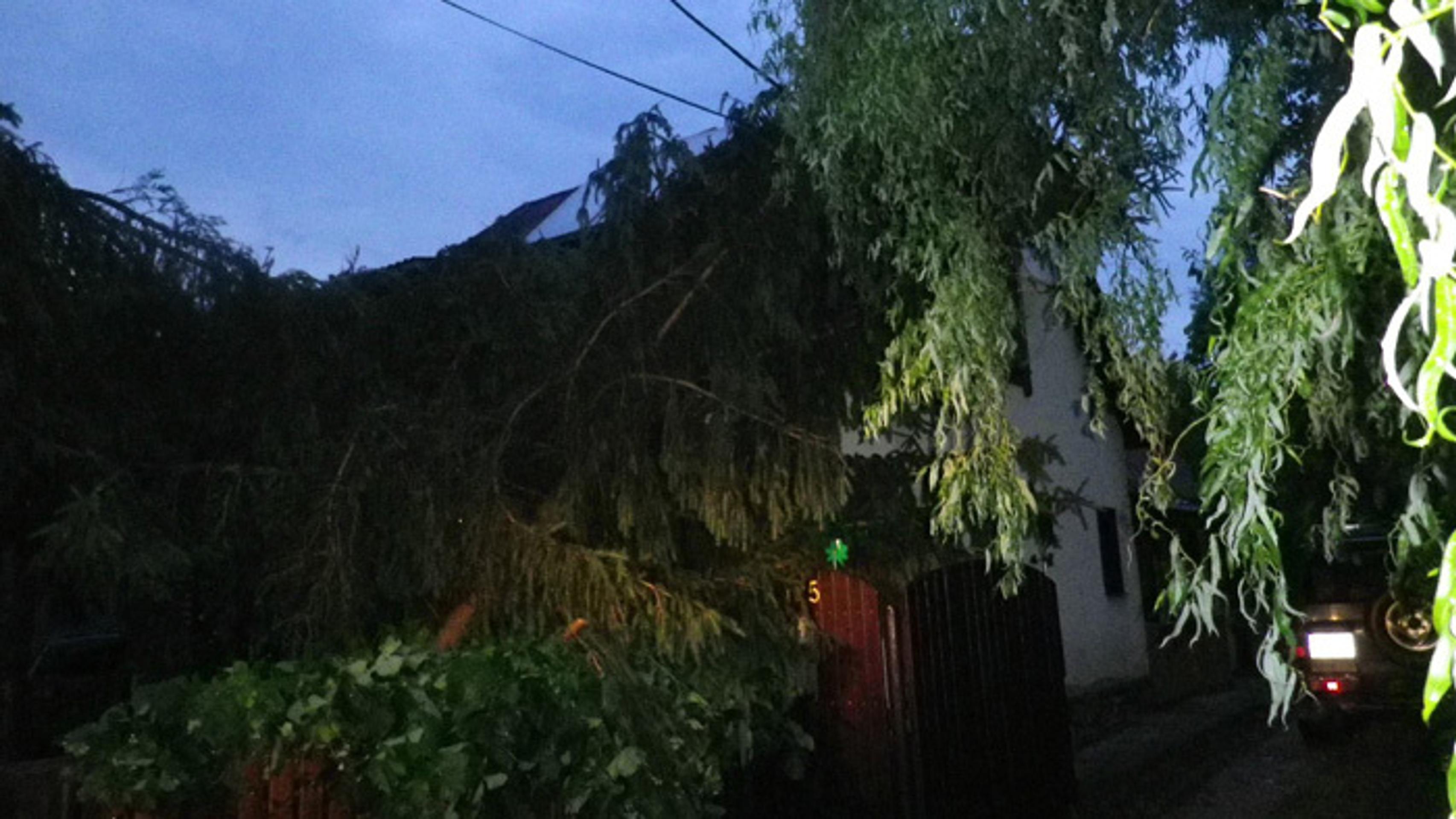 Polámané stromy na elektrickom vedení po búrke v okrese Bánovce nad Bebravou.