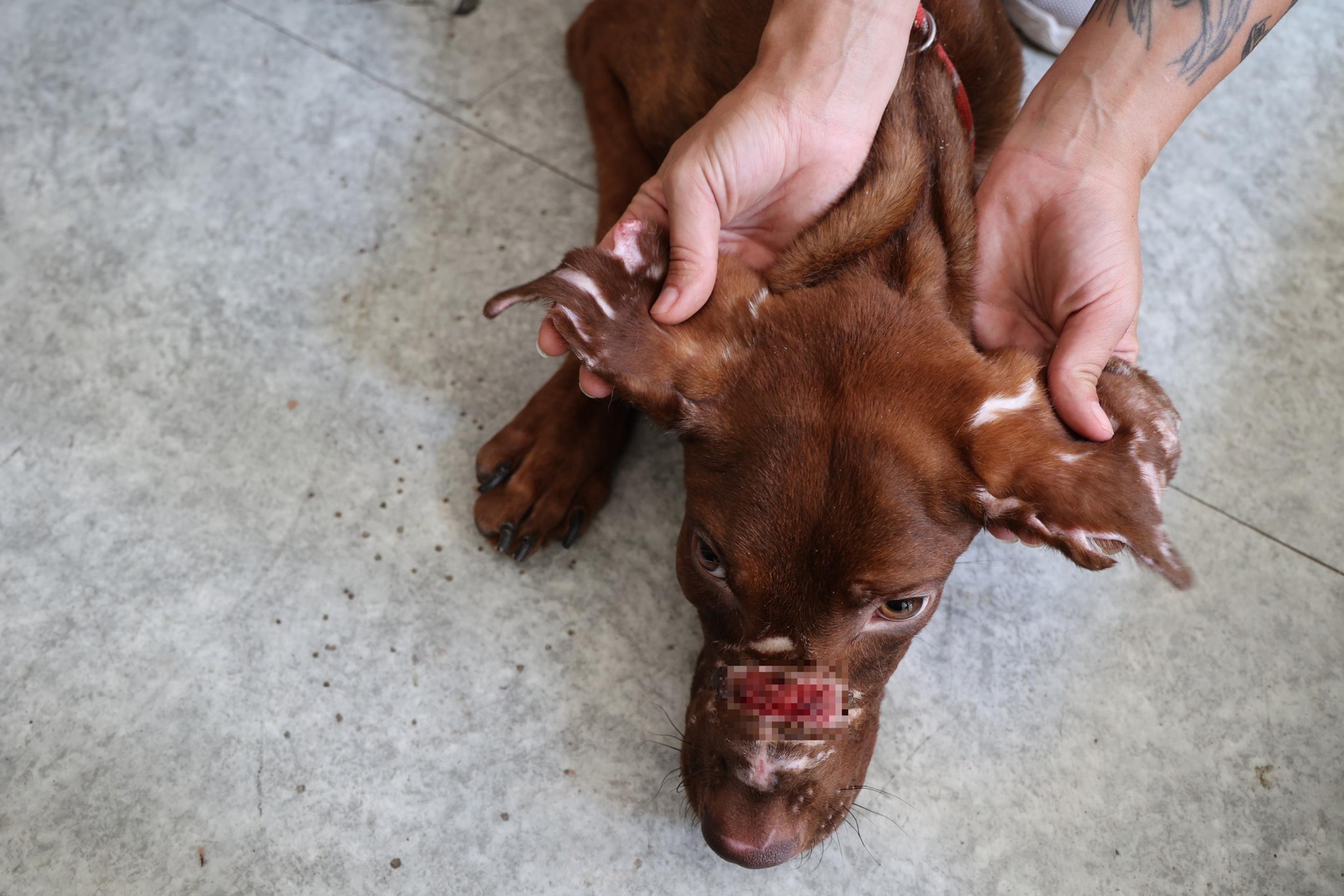 Brutálne týranie zvieraťa.