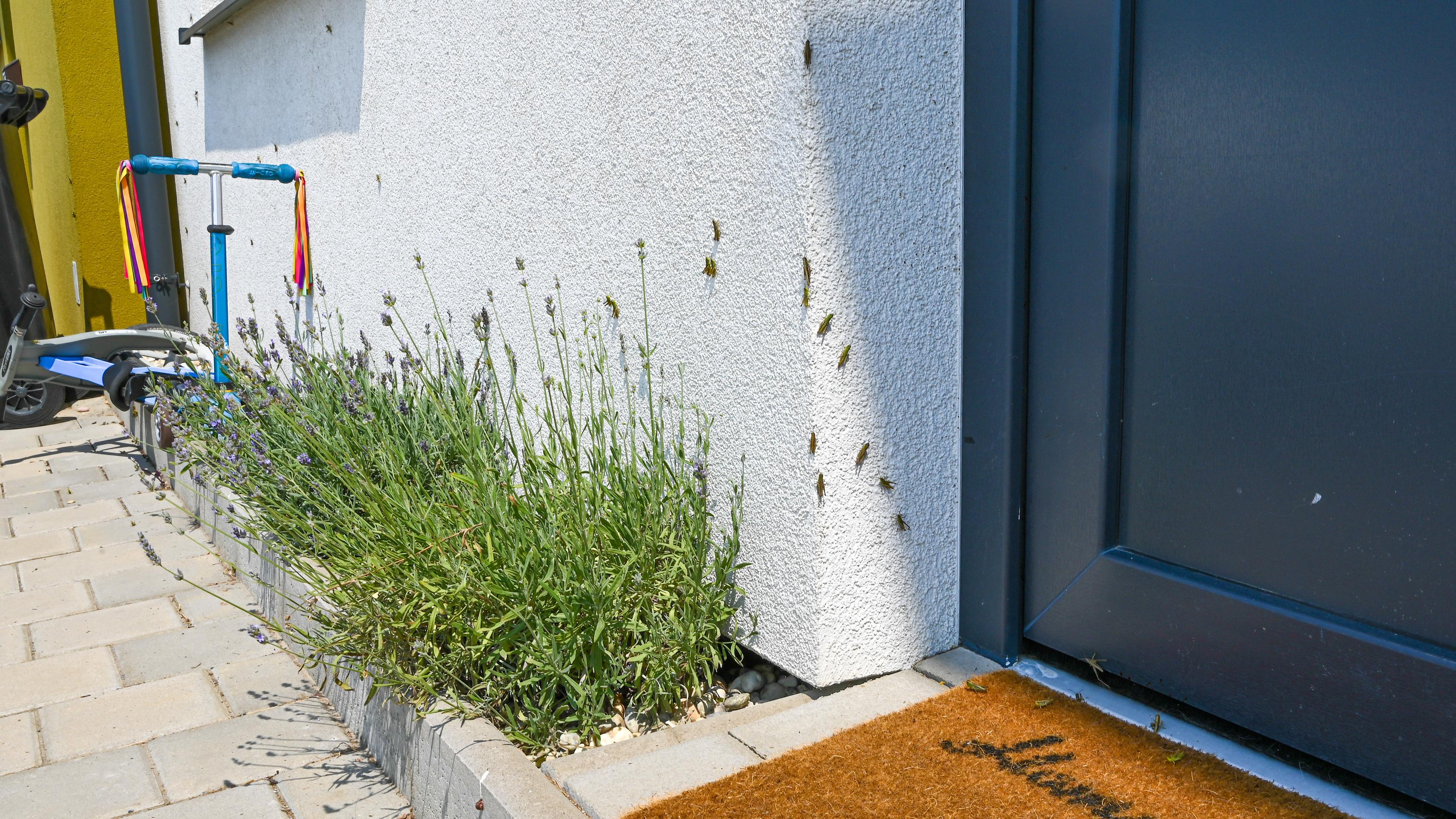 Lúčne koníky v Stupave a okolí