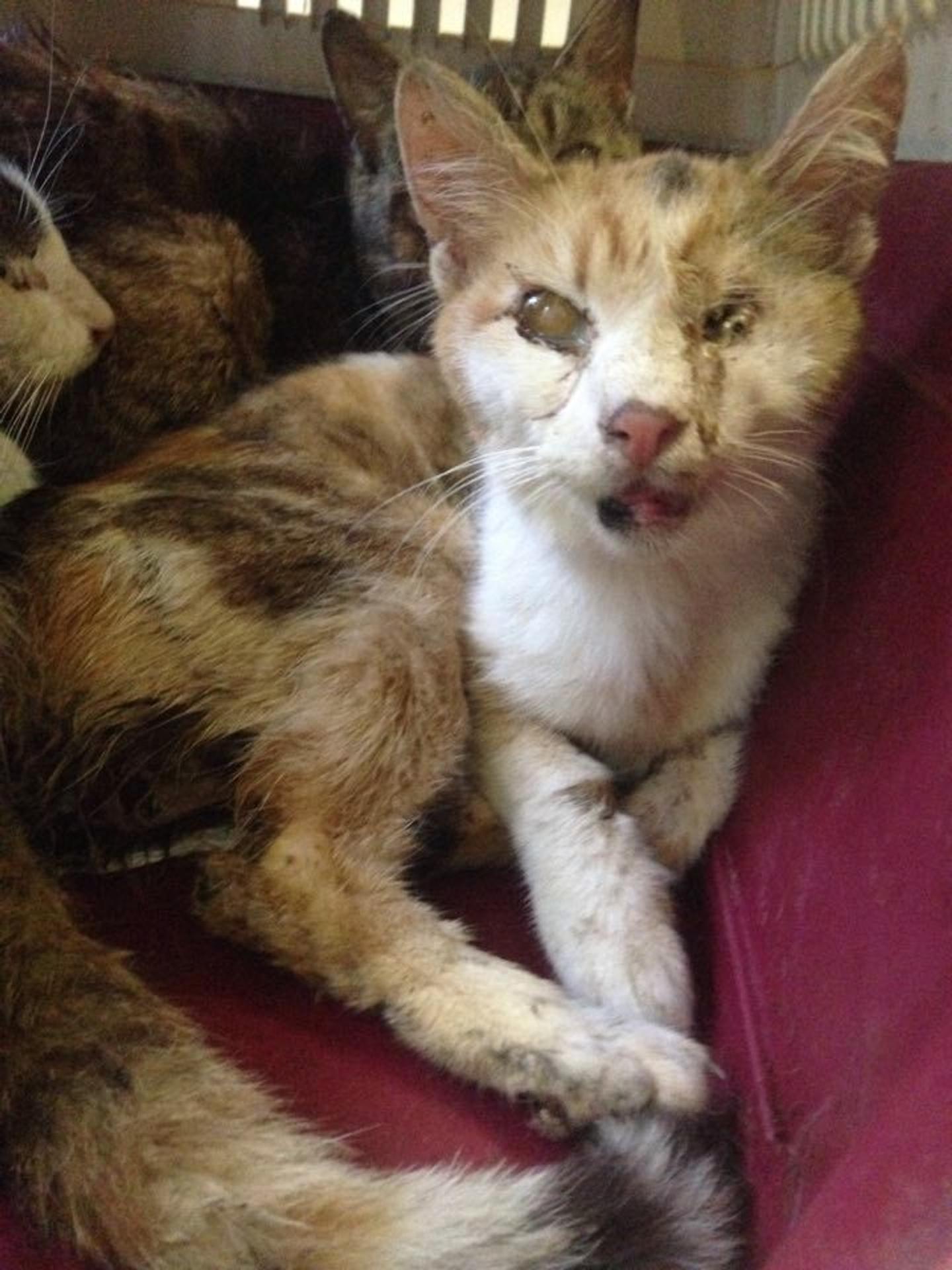 Zachránené mačky sú naozaj v zlom stave. 