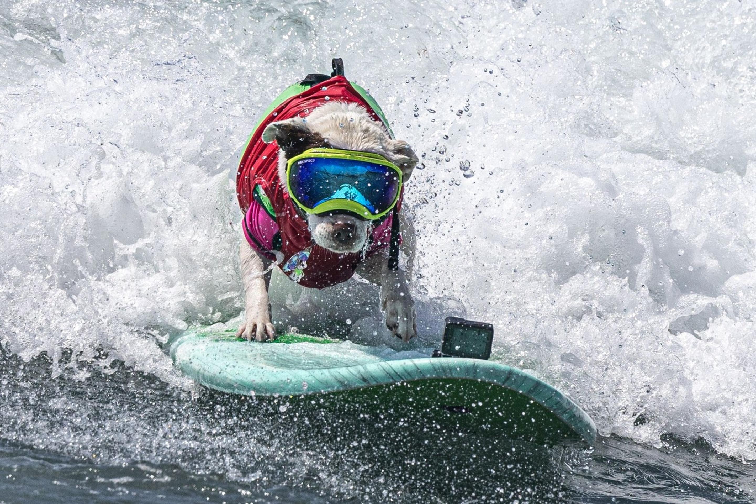 Surferské psie preteky.