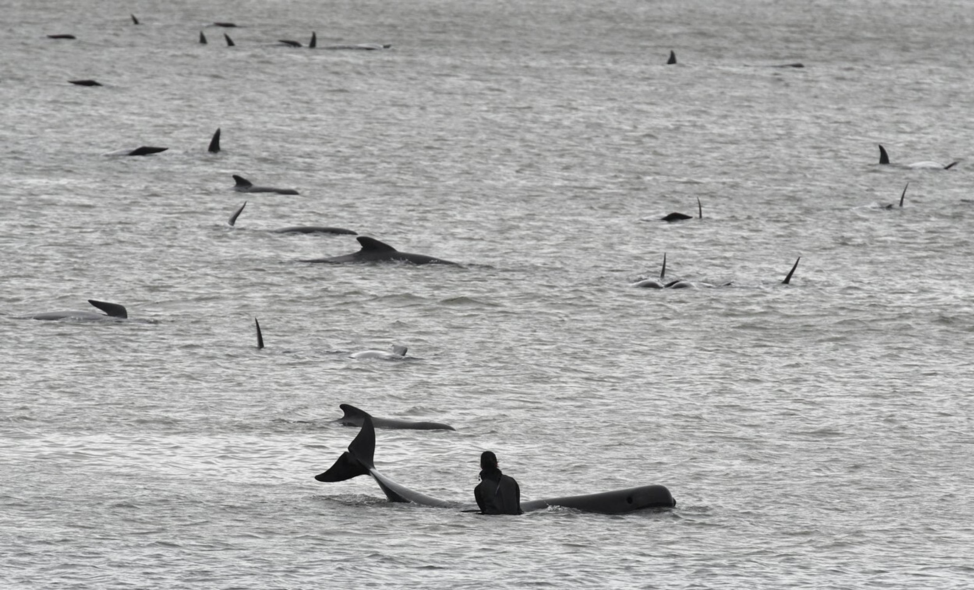 Uviaznuté veľryby na tasmánskom pobreží