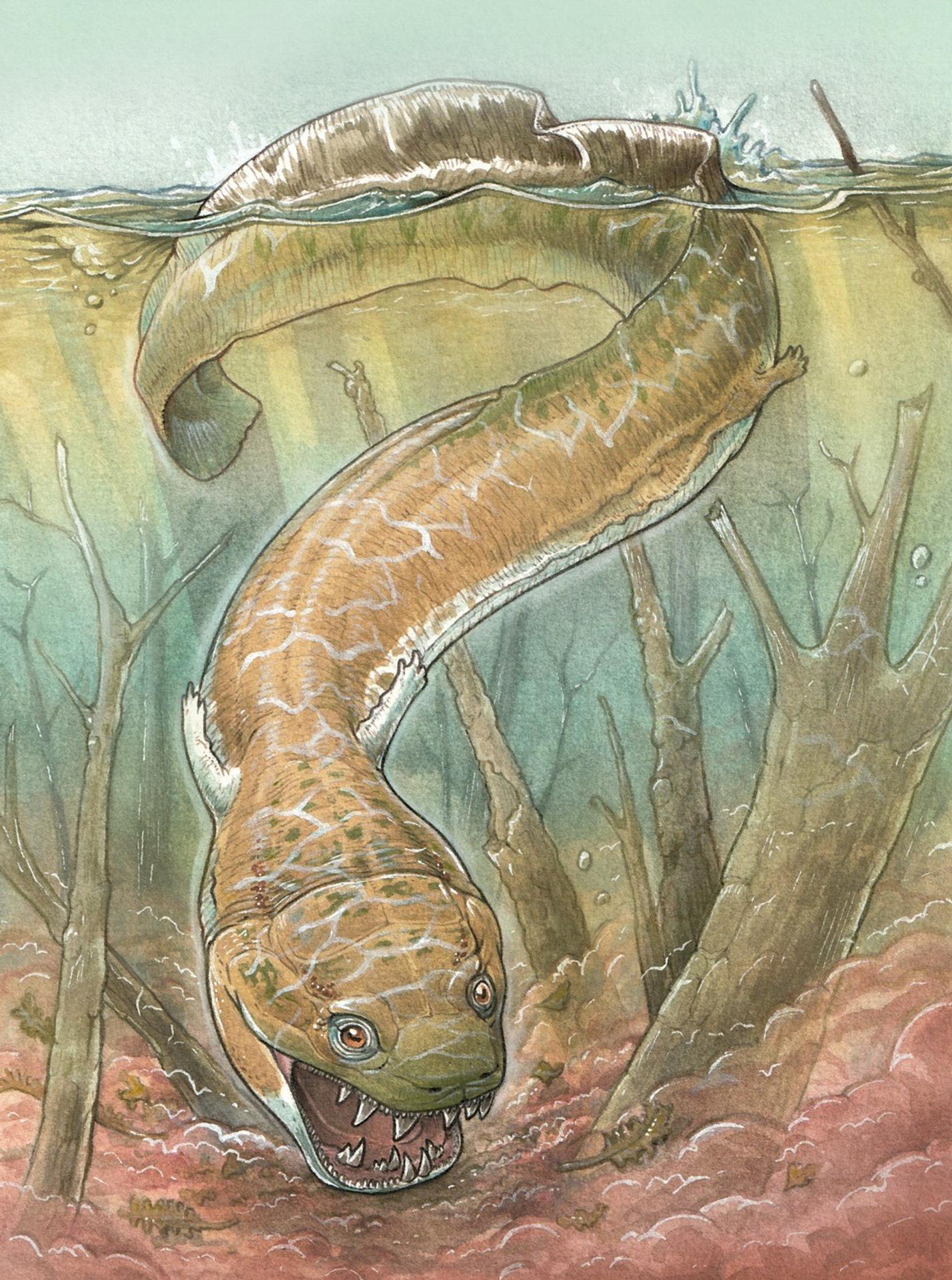 Umelecké znázornenie možnej podoby salamandrovitého obra.