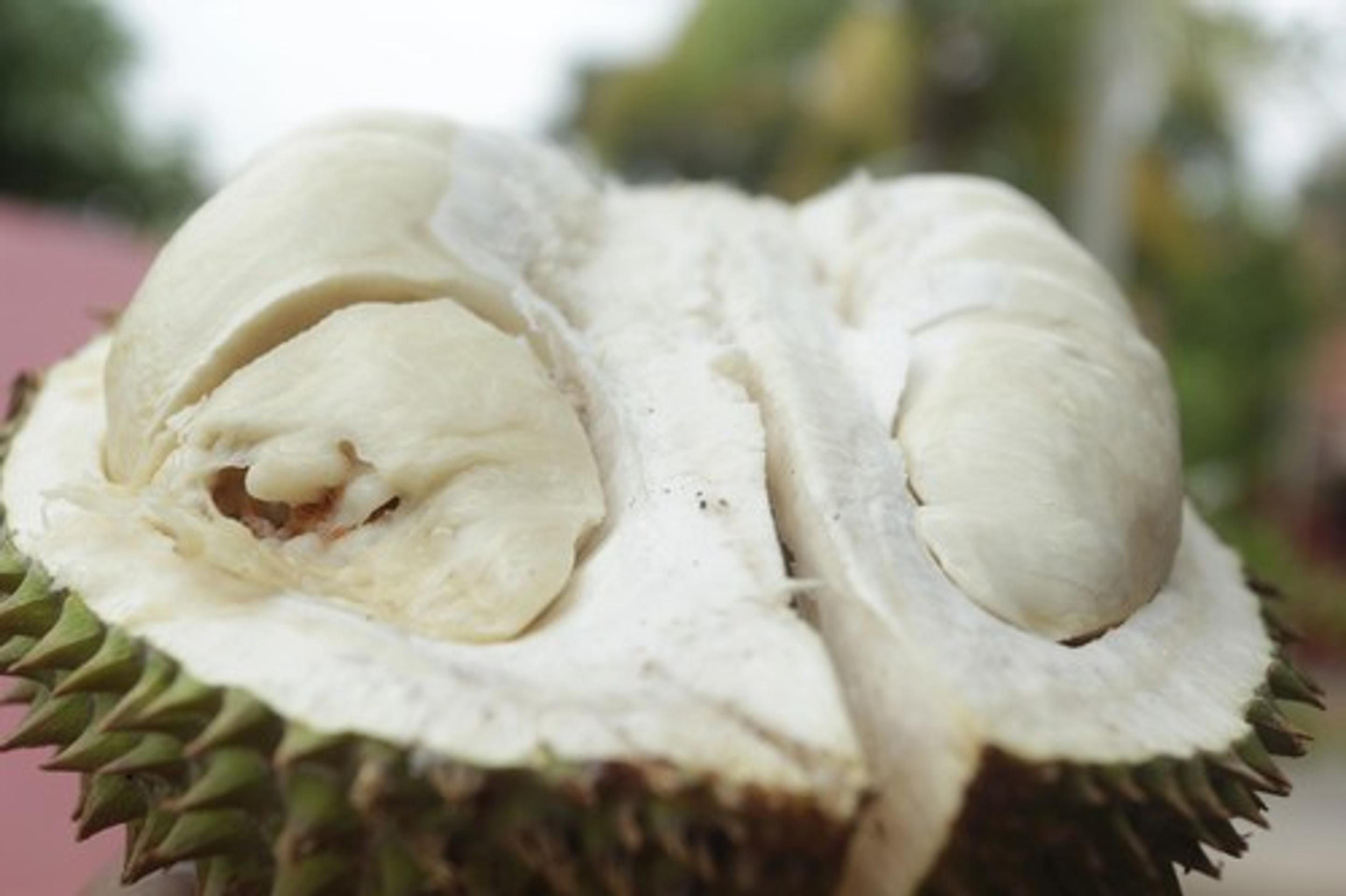 Durian. Ilustračná snímka