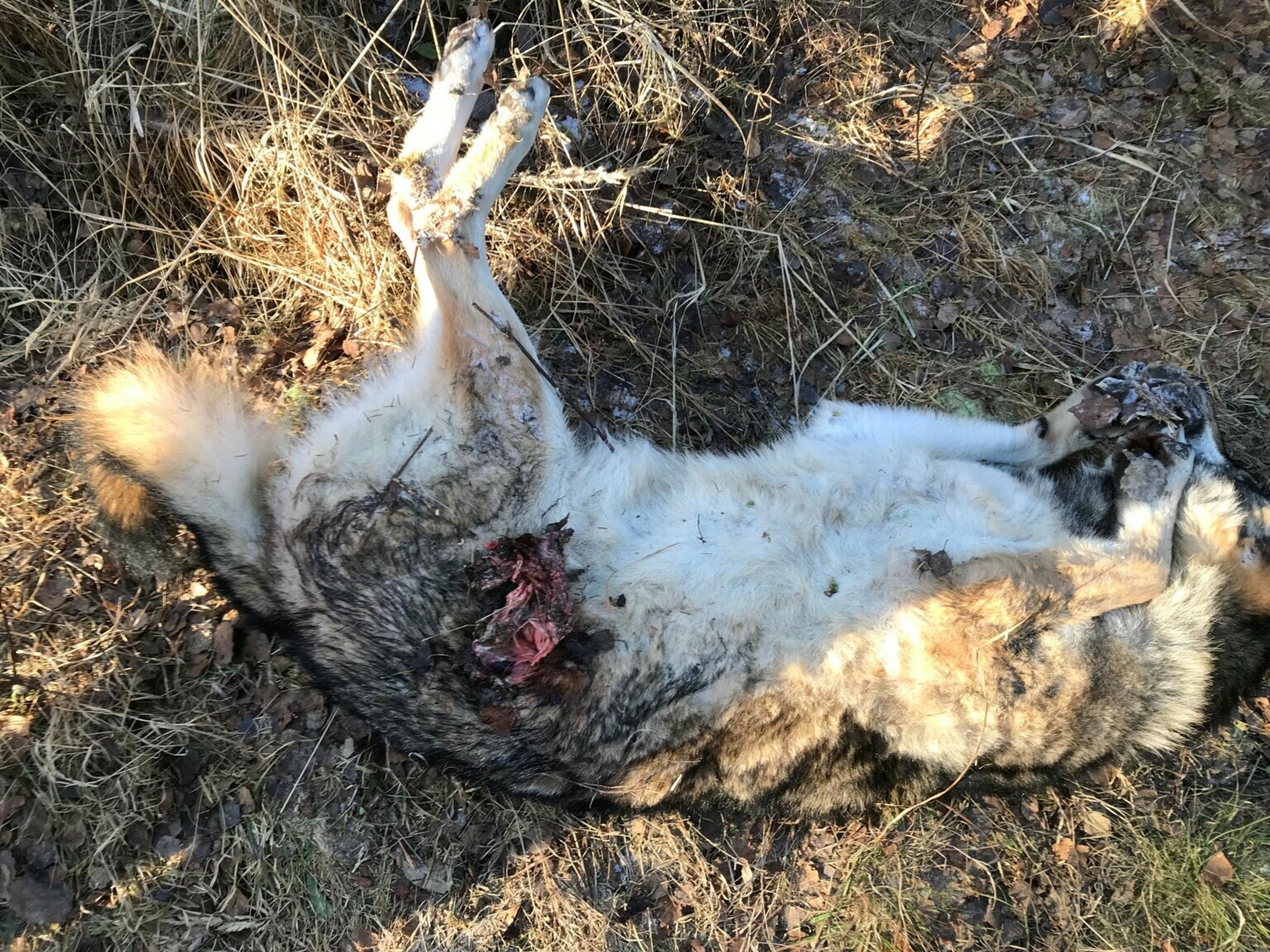 Zastrelený vlk dravý v Tatrách.