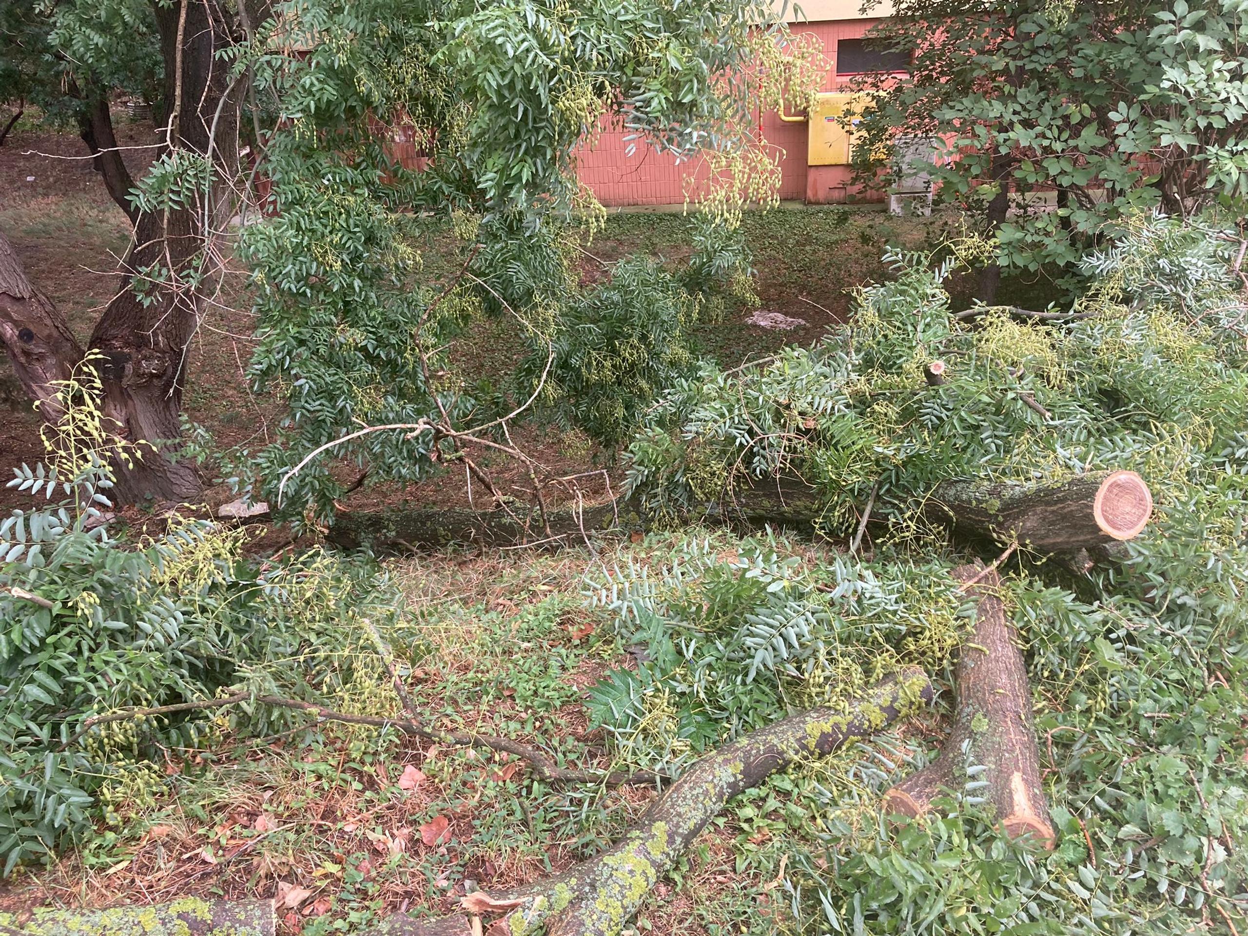 Popadané stromy v bratislavskom Novom Meste.